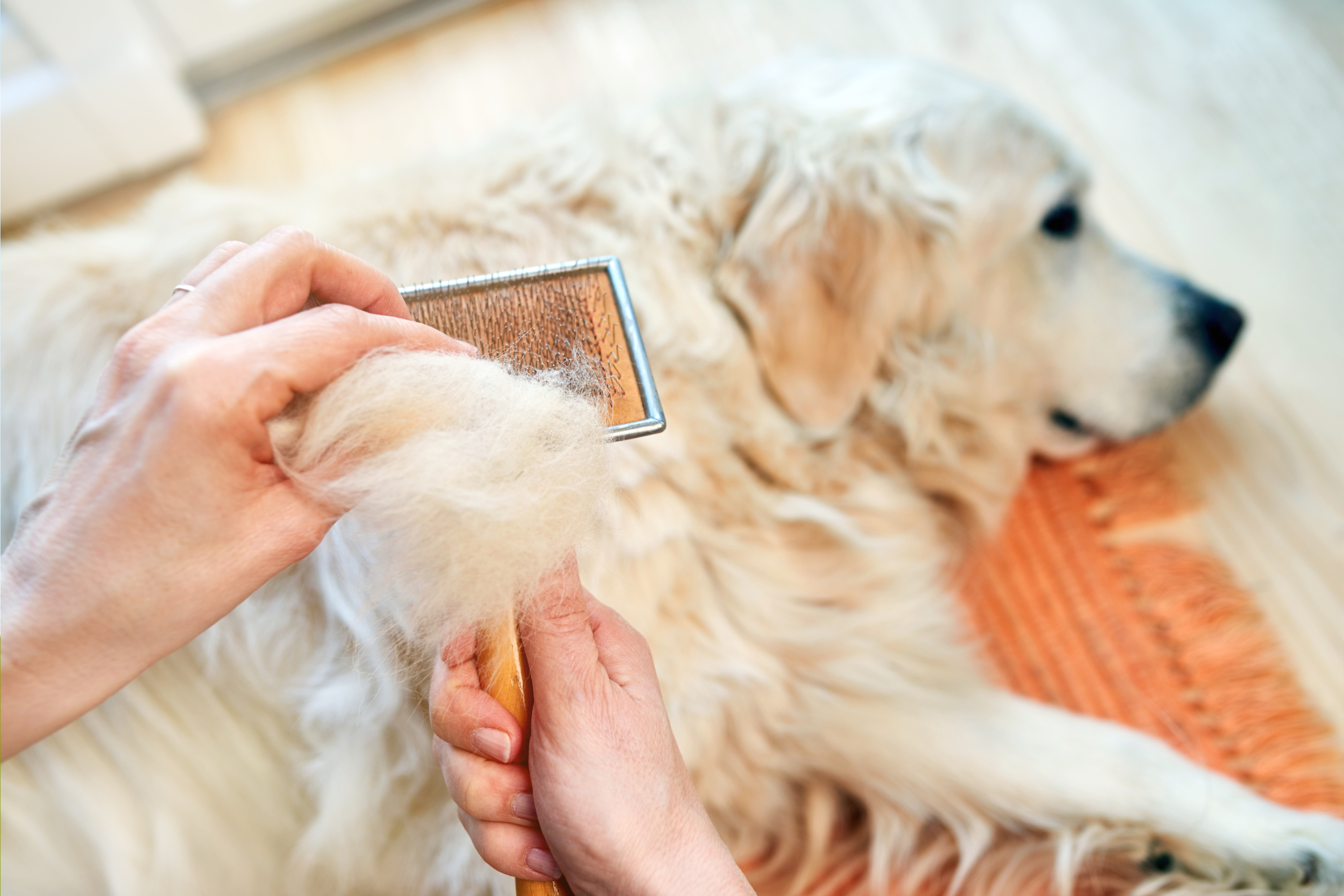 Want a Golden Retriever Without the Shedding—Try These Breeds