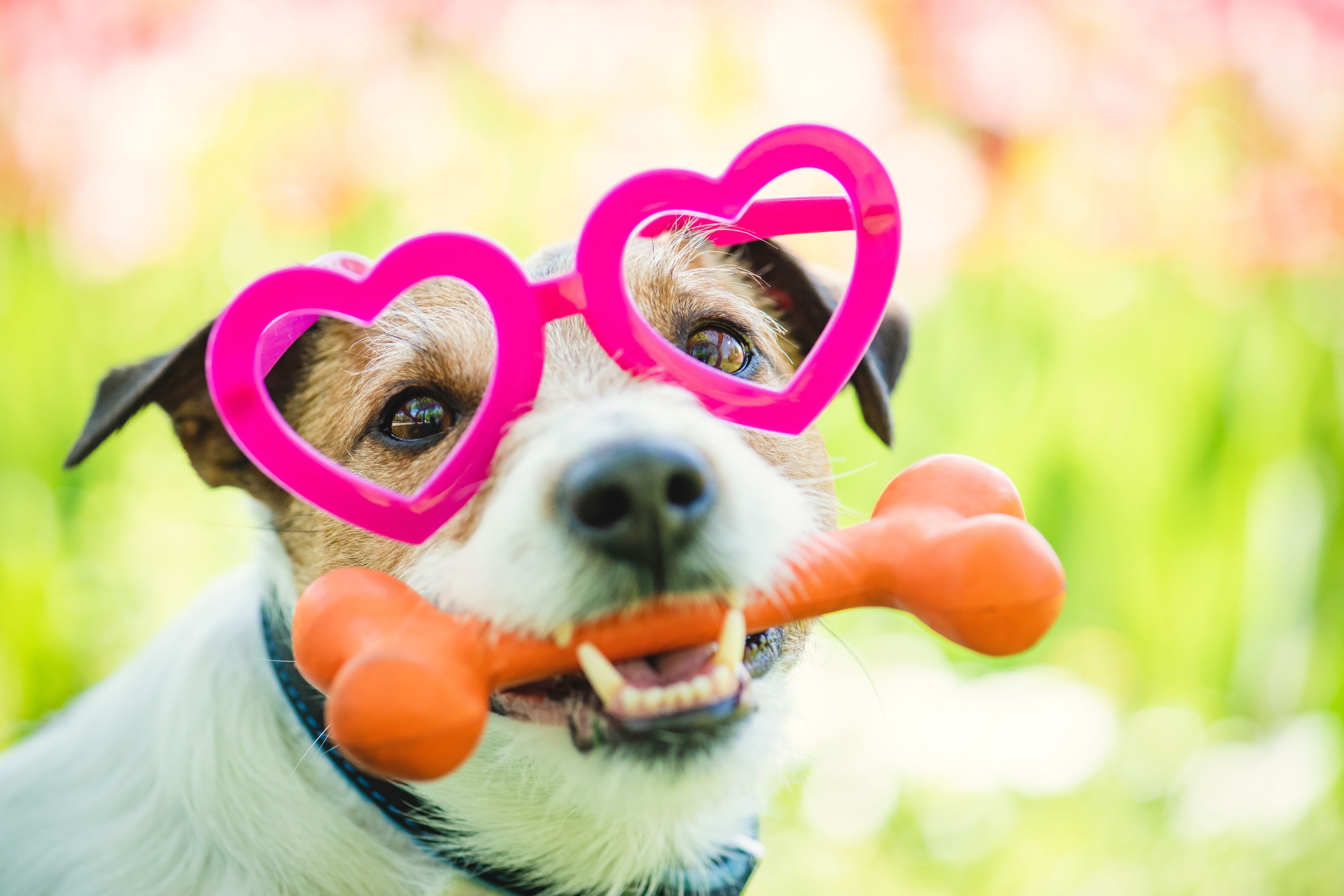 10 Valentine’s Day Gifts for Pets: Toys, Treats, and Accessories
