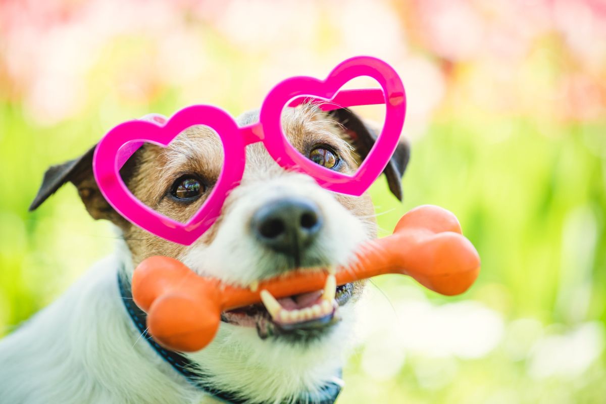 10 Valentine’s Day Gifts for Pets: Toys, Treats, and Accessories 10 Valentine’s Day Gifts for Pets: Toys, Treats, and Accessories