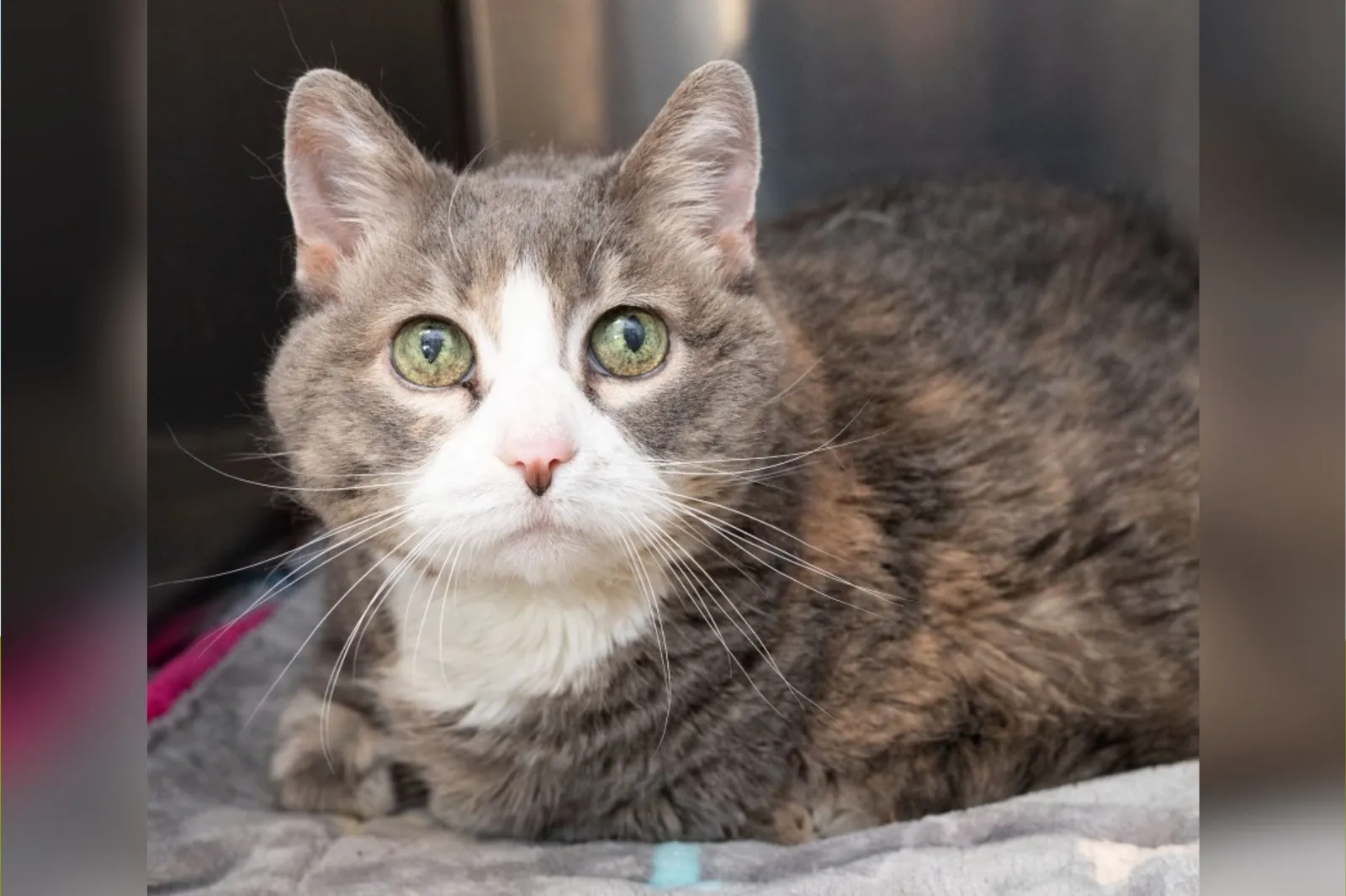 17-year-old cat at shelter