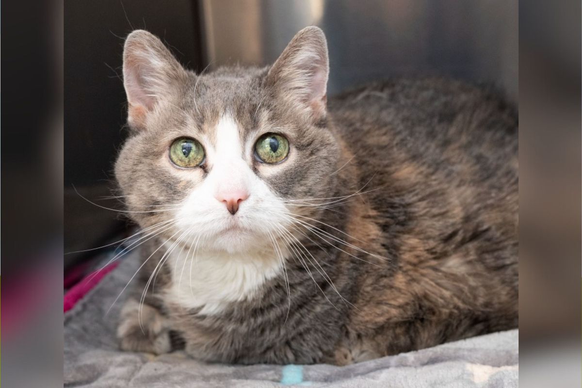 Tears as cat spent 17 years in one home, then ended up in a shelter