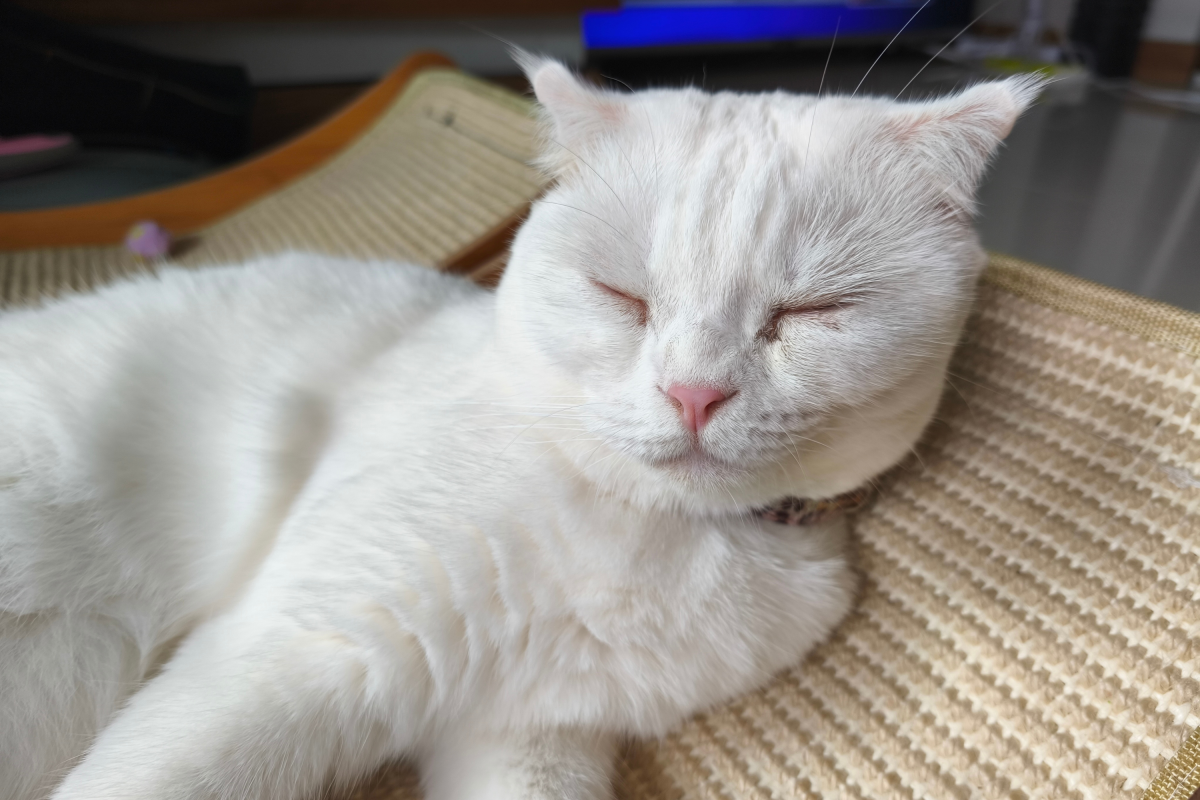 Woman asks friend to check her cat—can't cope with scene in the kitchen