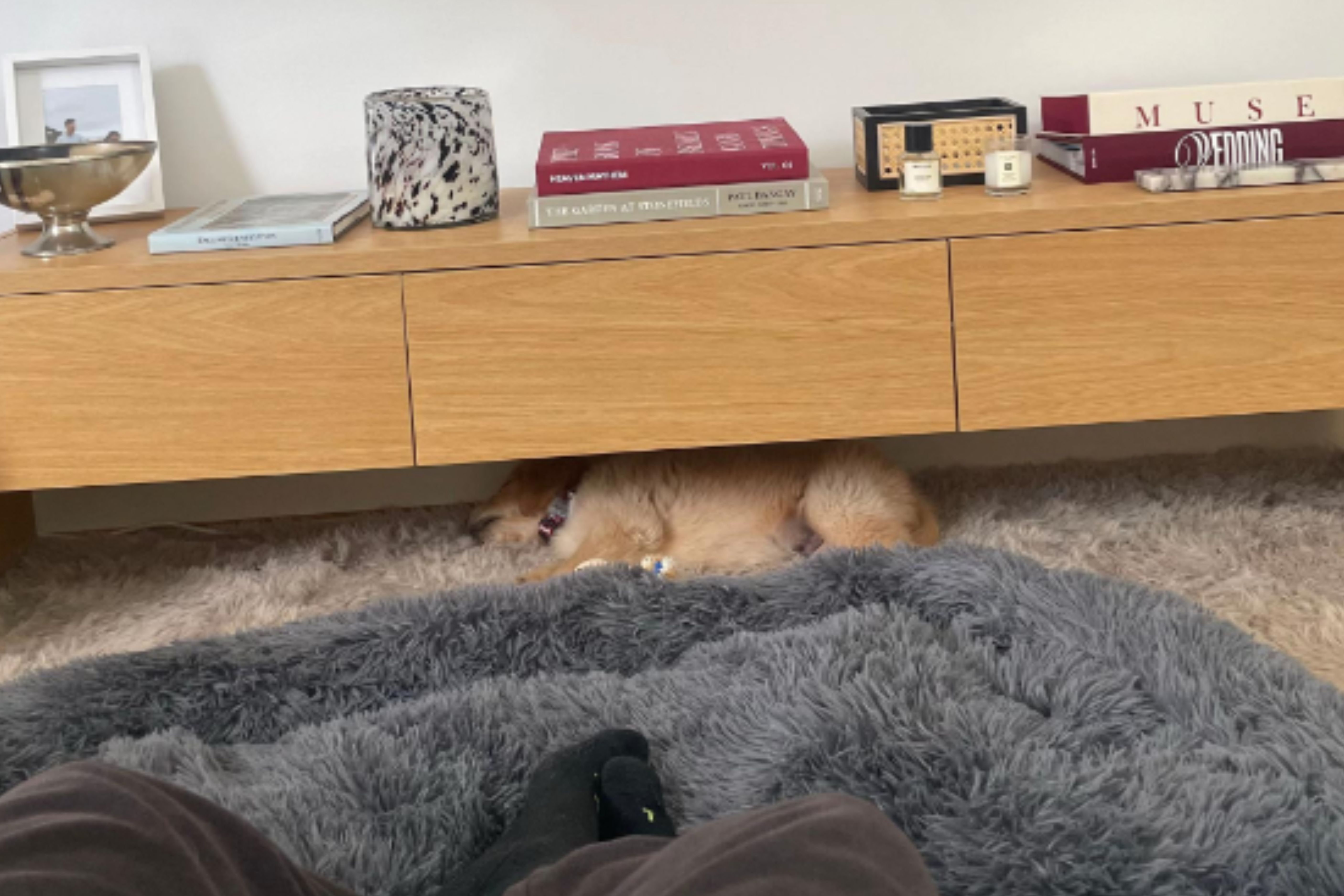 Golden Retriever Puppy Only Naps in One Spot—Owner Cries When Realizing Why