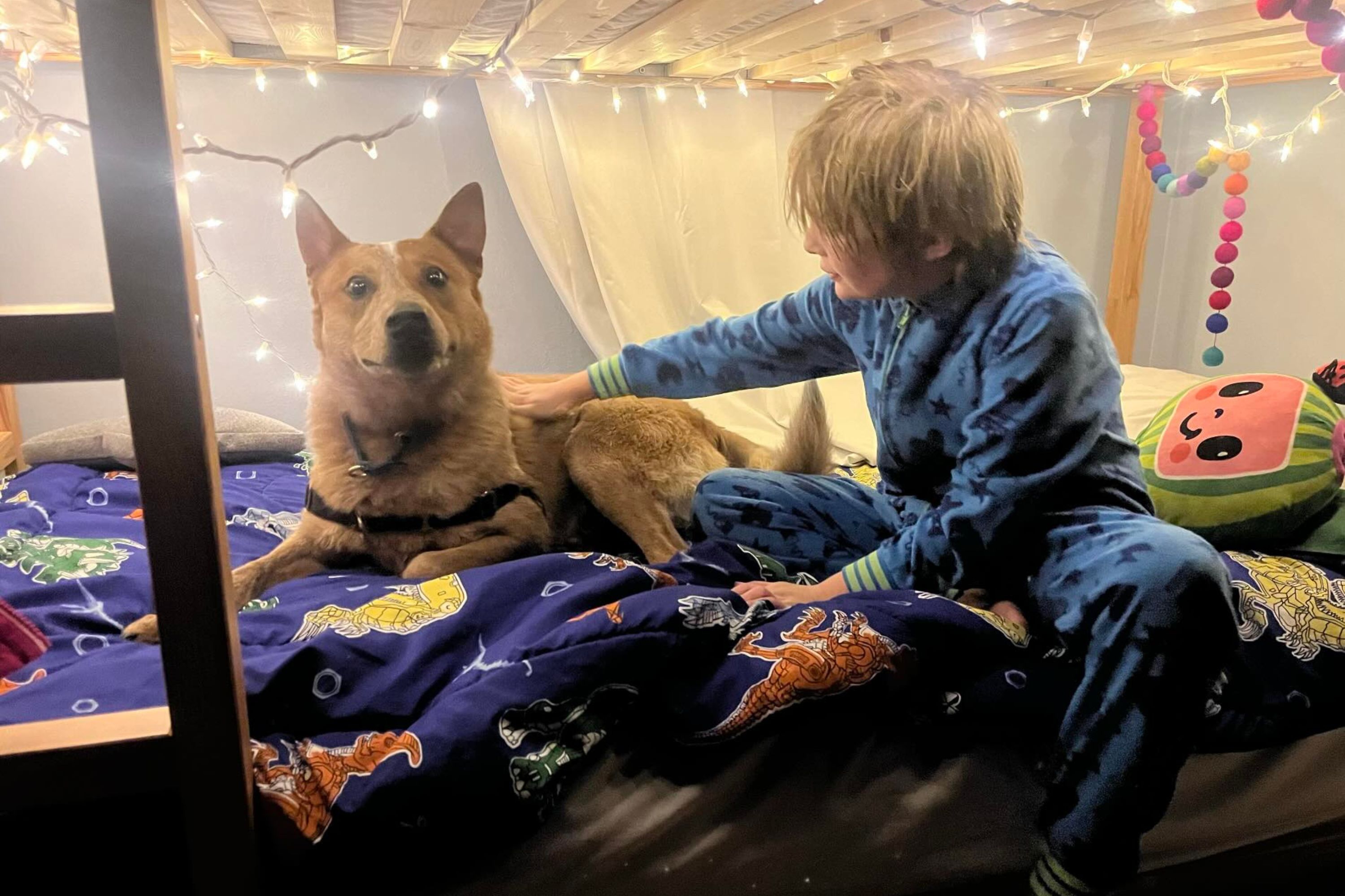 Family Adopts Rescue Dog, Not Prepared for What He Does on Very First Night