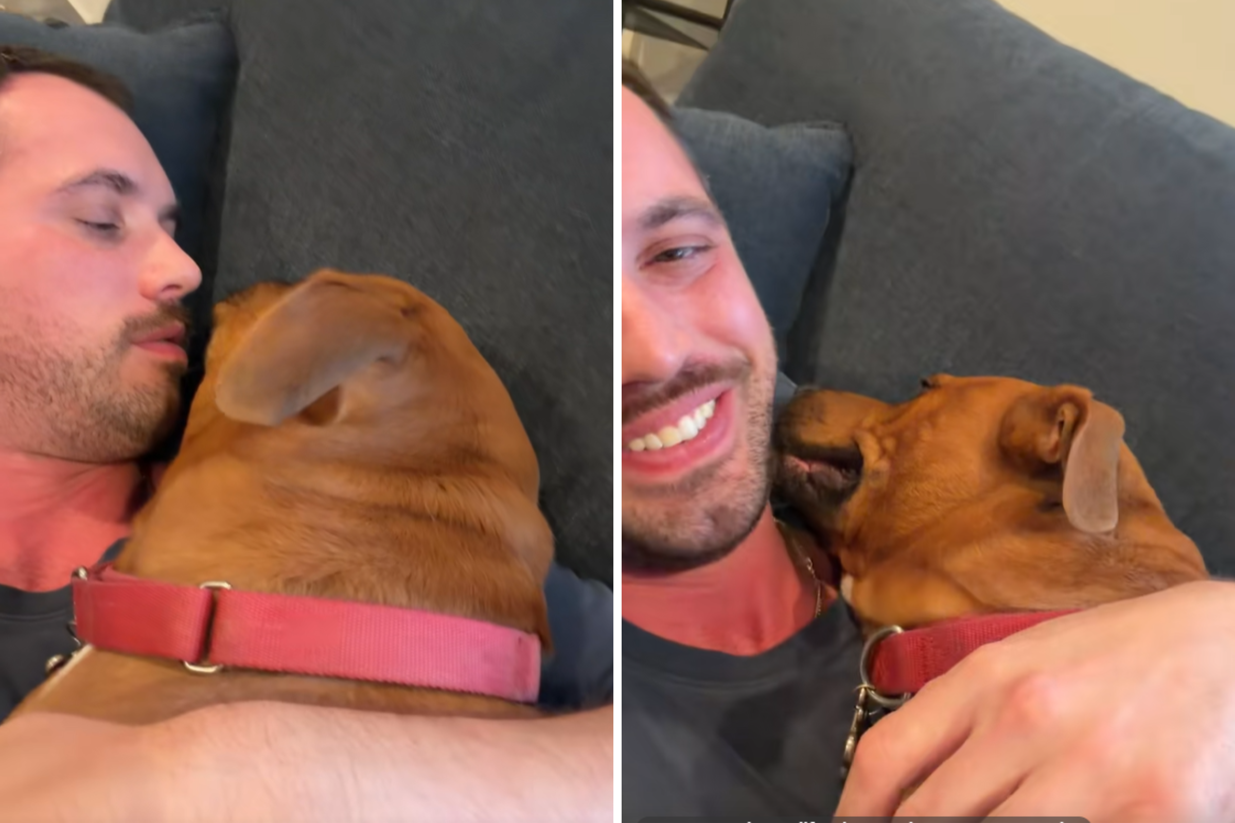 Rescue Dog Tries New Day Care, Internet Can’t Cope With What Happens