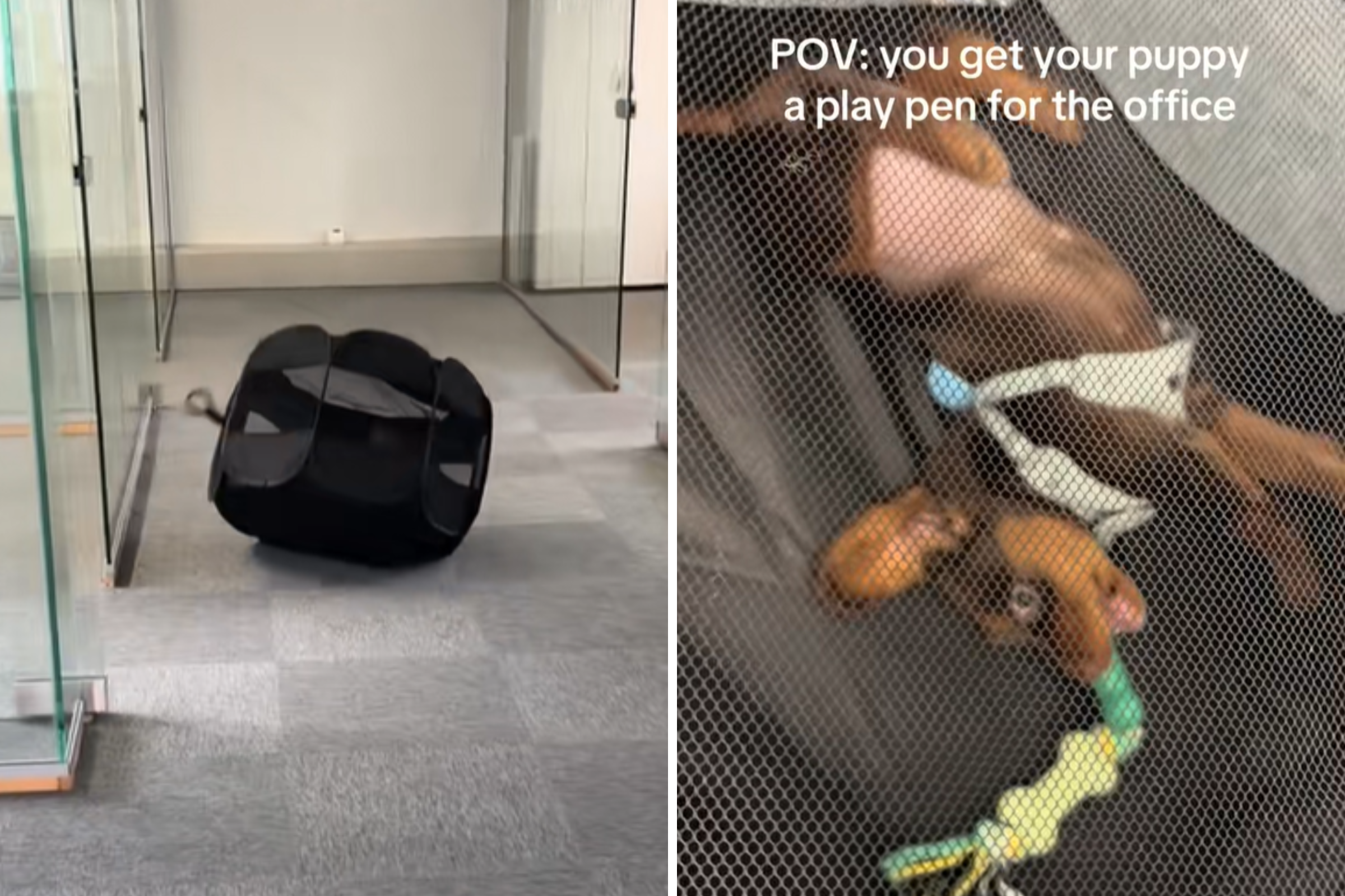 Puppy Attends Office With Owner, Can’t Cope With Where She Finds Play Pen