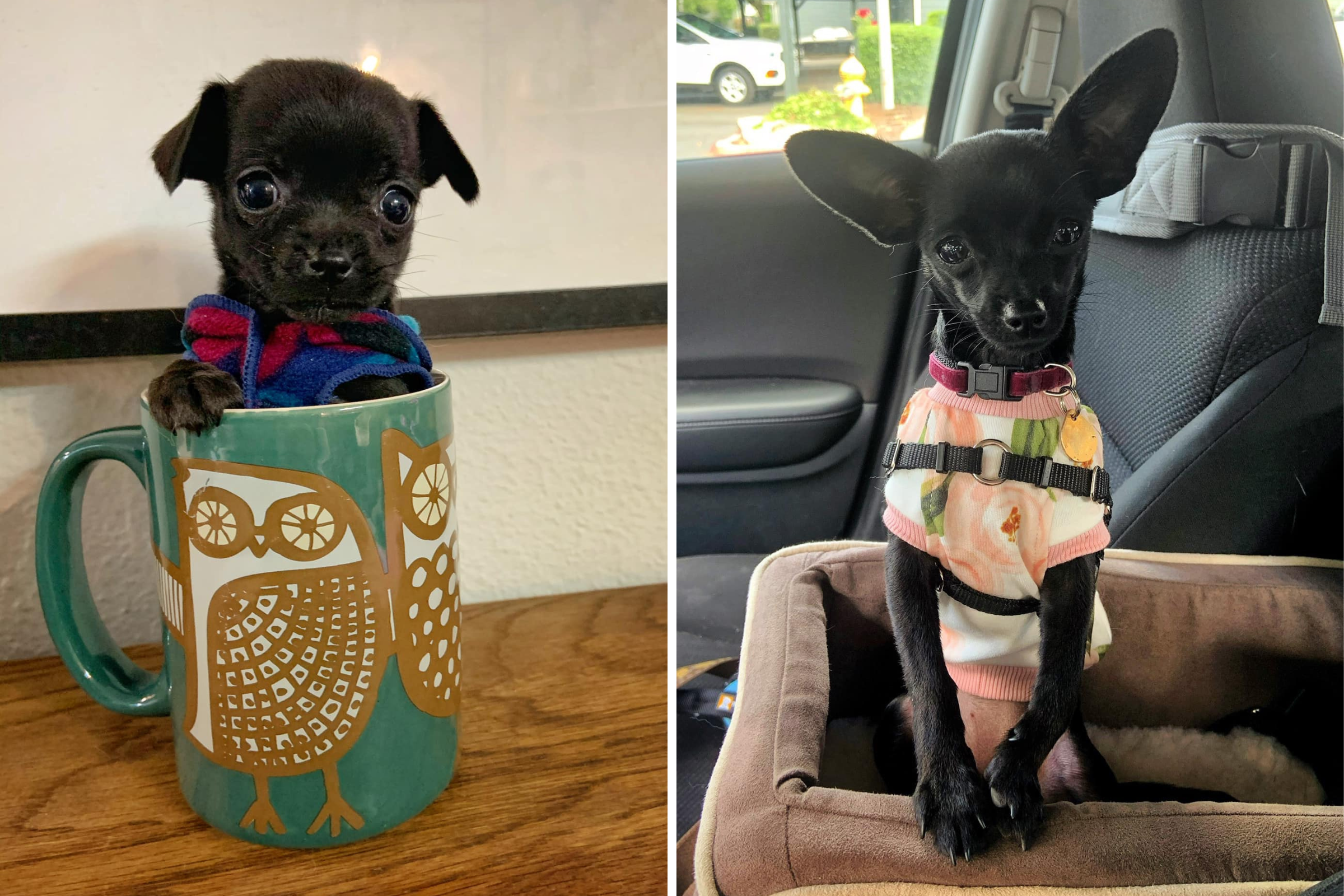 Woman Finds 12-Ounce Puppy on Grocery Run, Her Story Has Only Just Begun