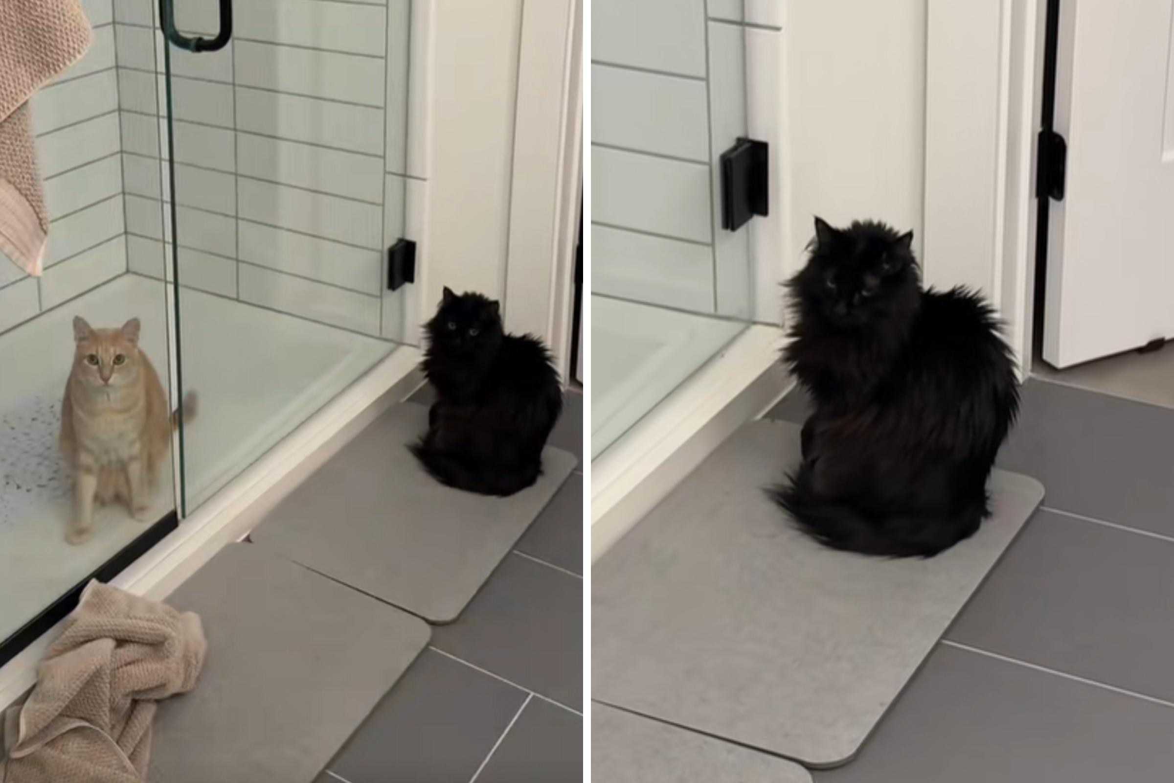 ‘Suspicious’ Woman Notices Cats Are Quiet, What She Realizes Goes Viral