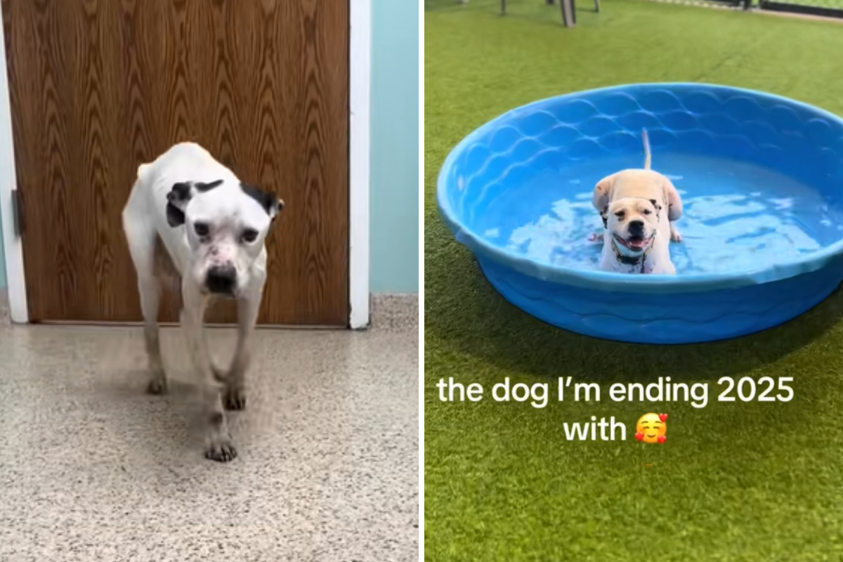 Emaciated Rescue Dog Filmed 12 Months Ago, Life Now Leaves Viewers in Tears