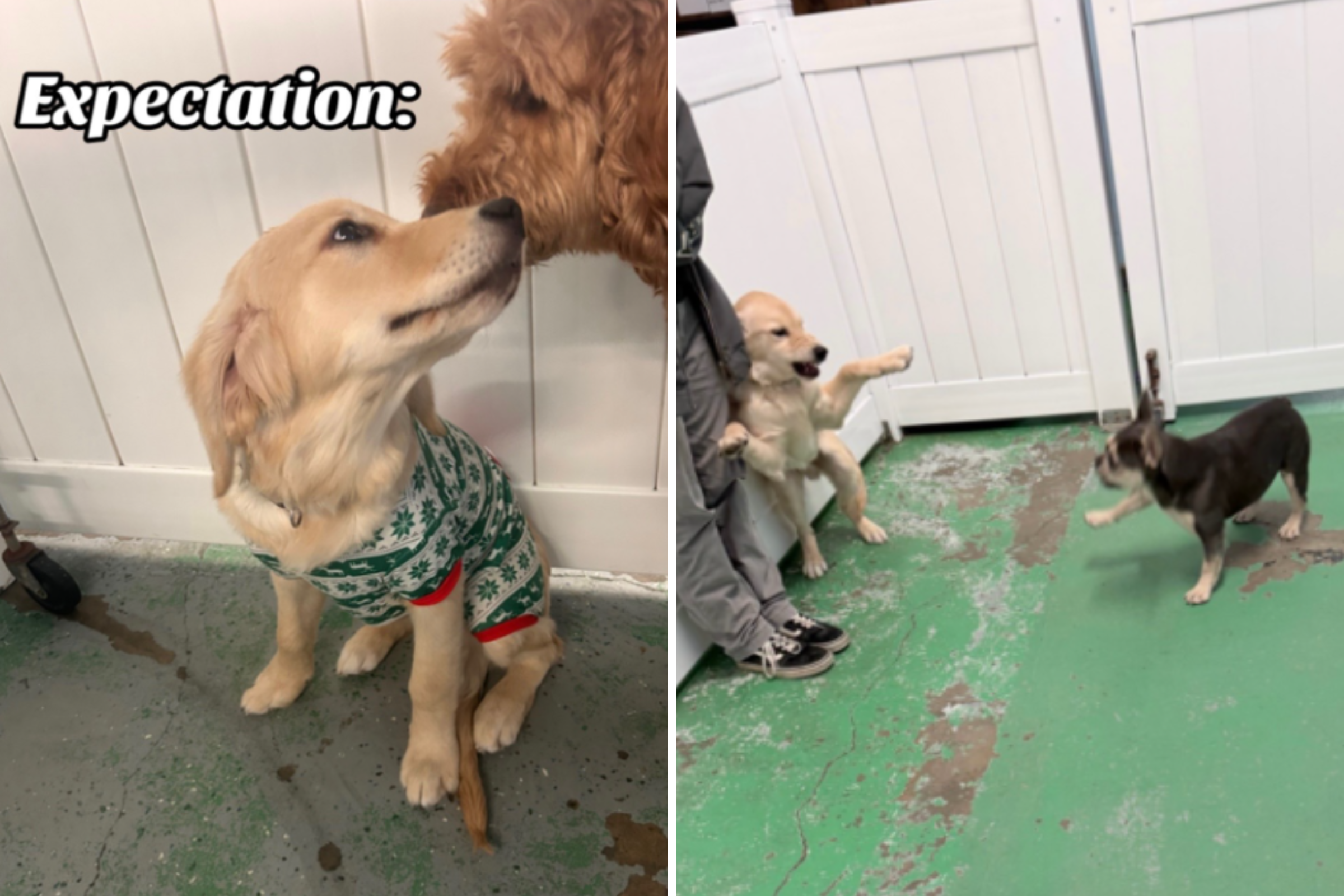 Golden Retriever Puppy Attends Day Care, Owner Gets Unexpected Update