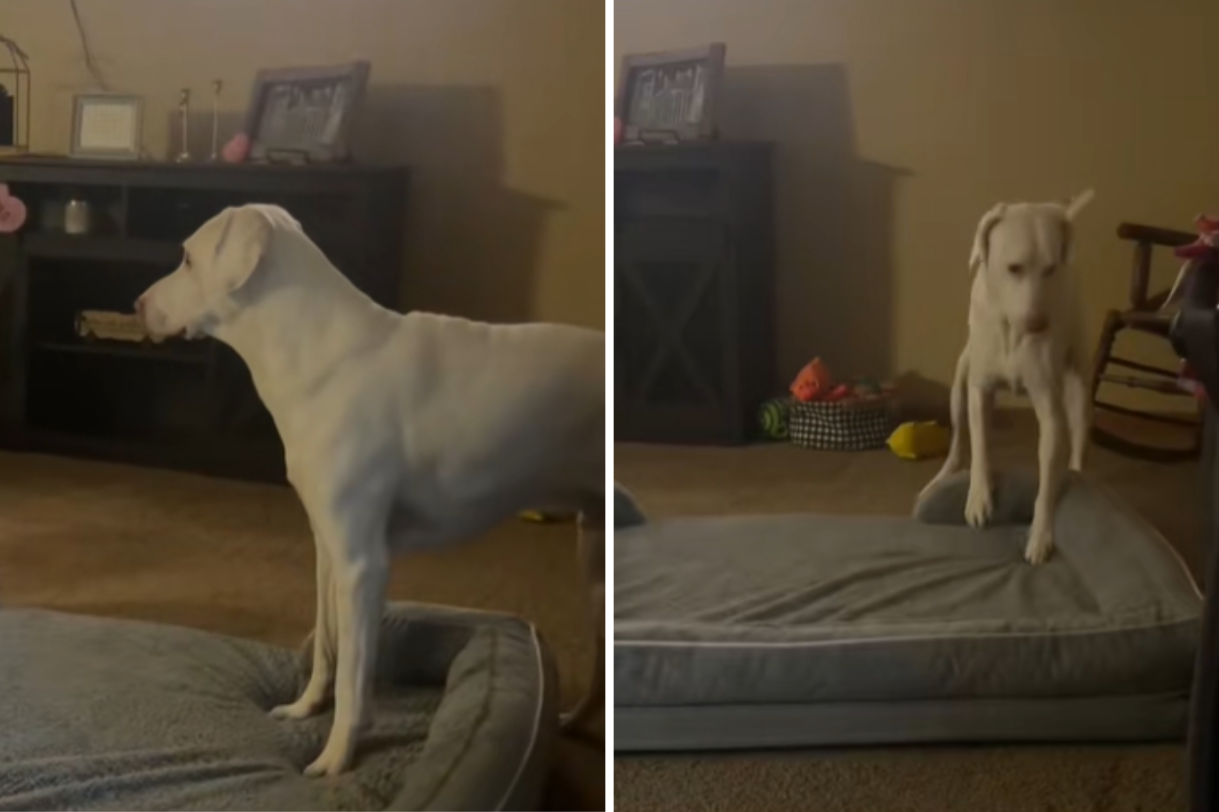 Rescue Dog Wants To Nap Next to Baby, Tears Over How He Makes It Happen