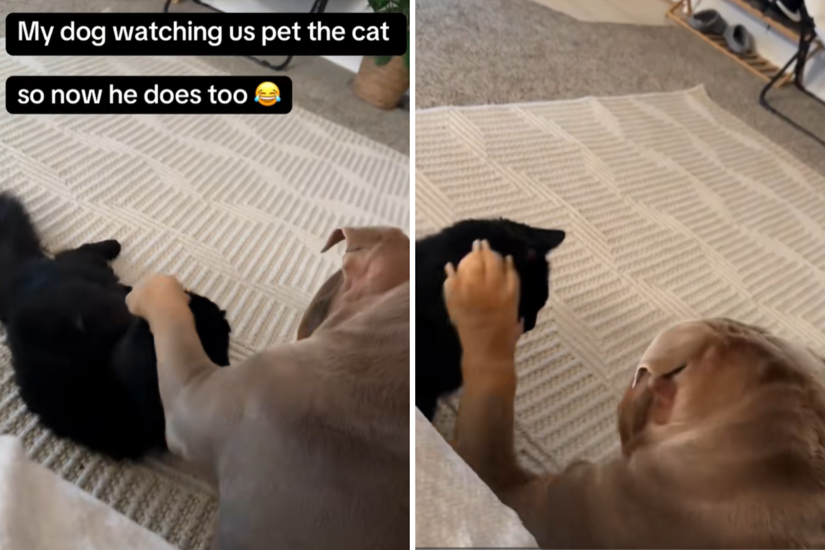 Bulldog Puppy Melts Hearts Over How He Pets Cat After Watching Owners