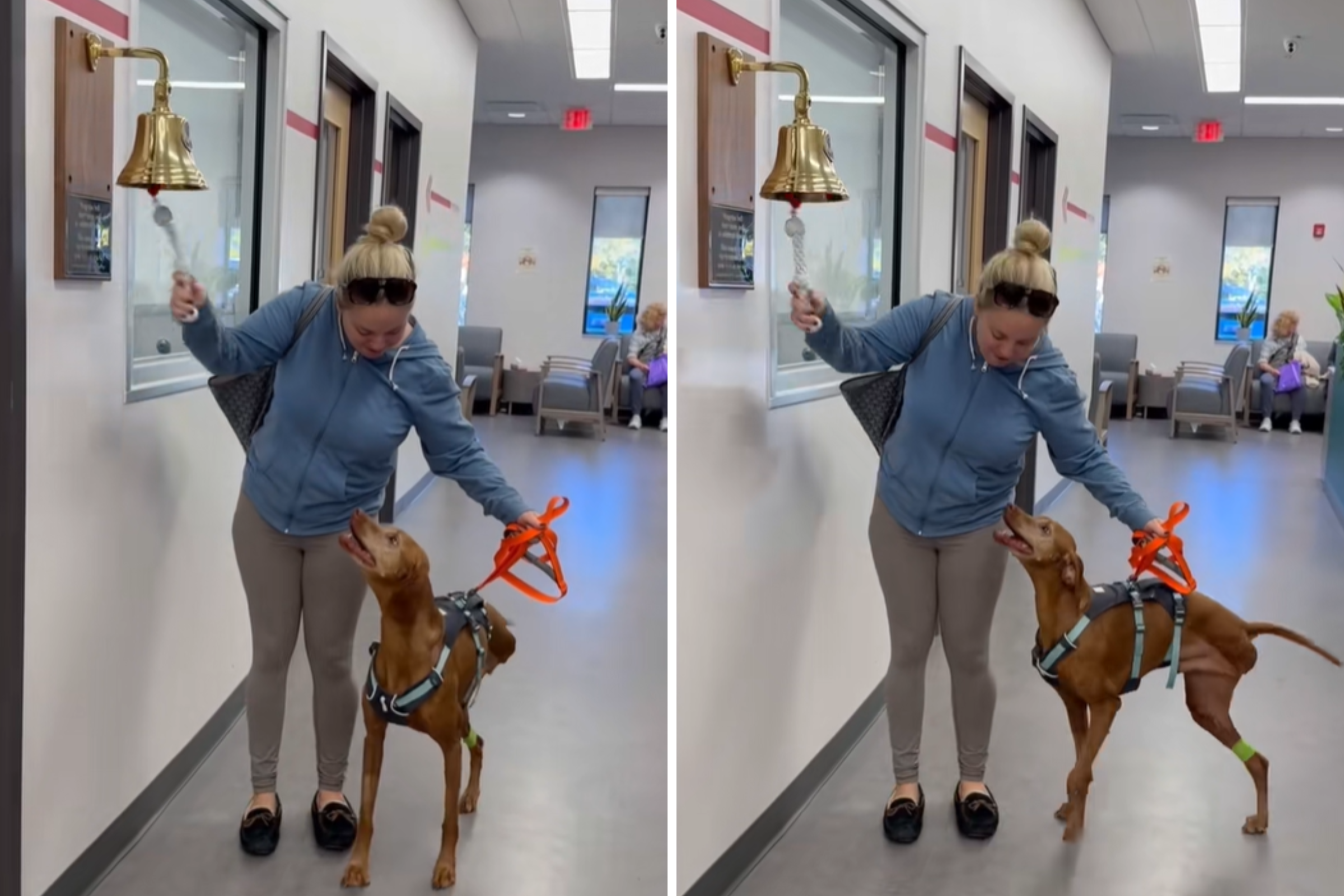 Senior Vizsla Finishes Cancer Treatment, Tears Over How Owner Celebrates