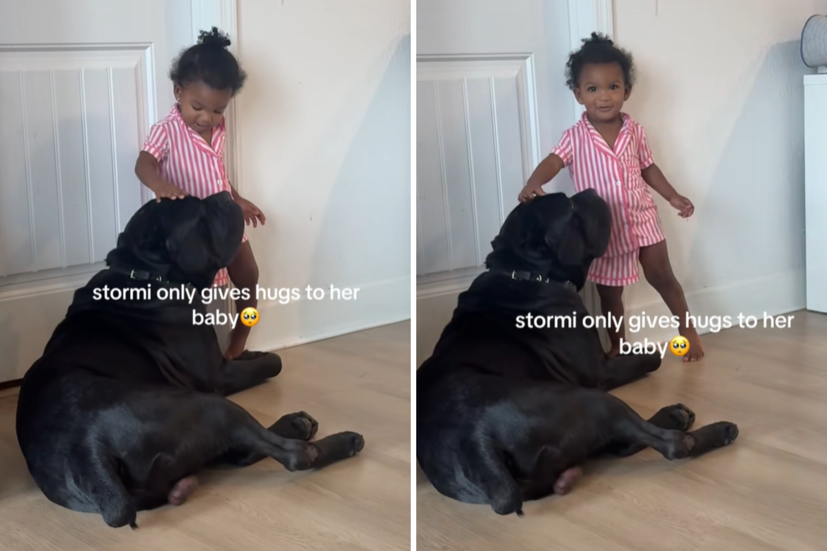 Toddler Ignores Mom&rsquo;s Hug, Then Sees Cane Corso and Everything Changes