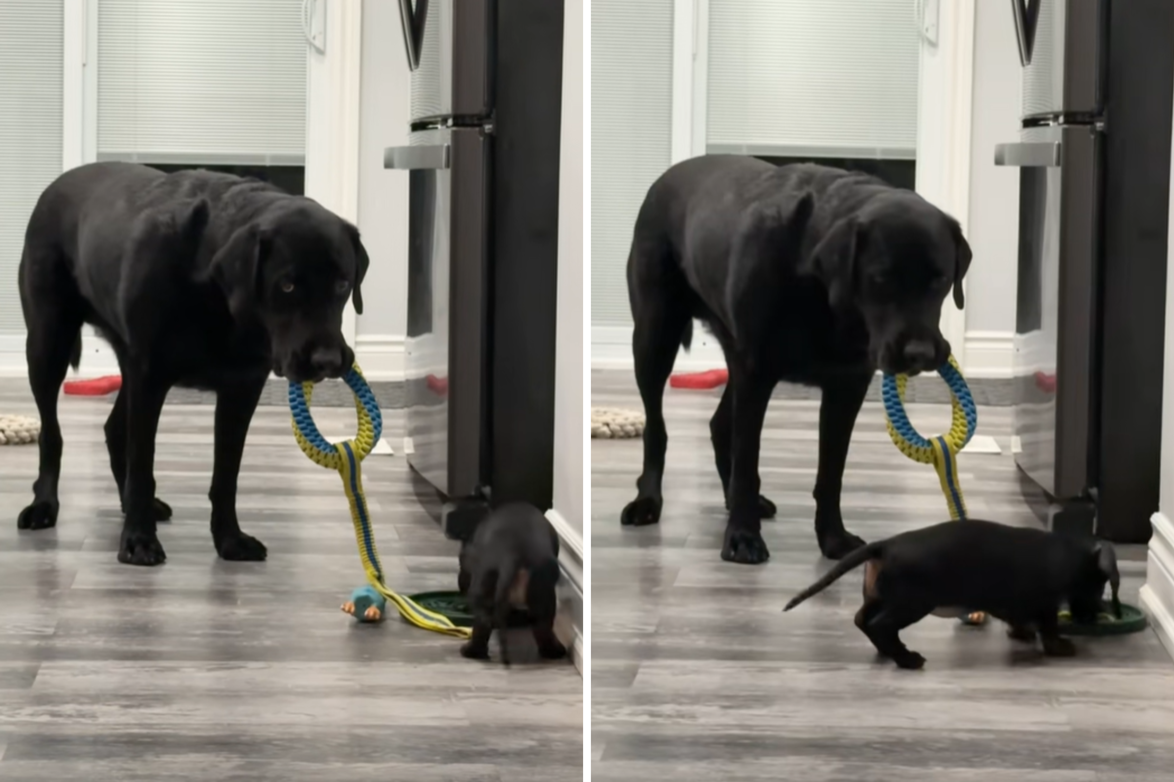 Dachshund Takes On Labrador at Tug of War, Doesn’t Go To Plan
