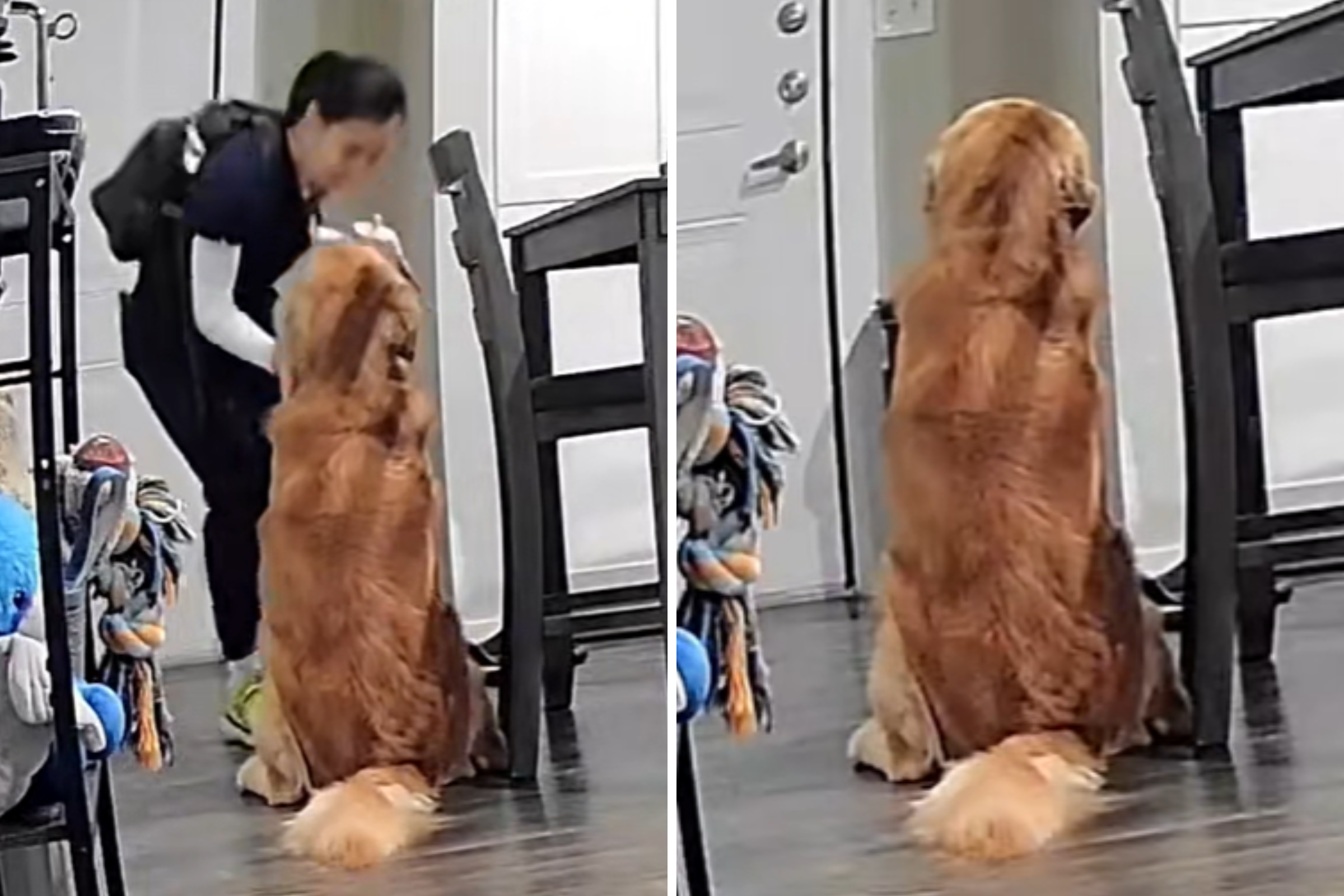 Golden Retriever’s Reaction to Owner Leaving for Work Has Internet Sobbing