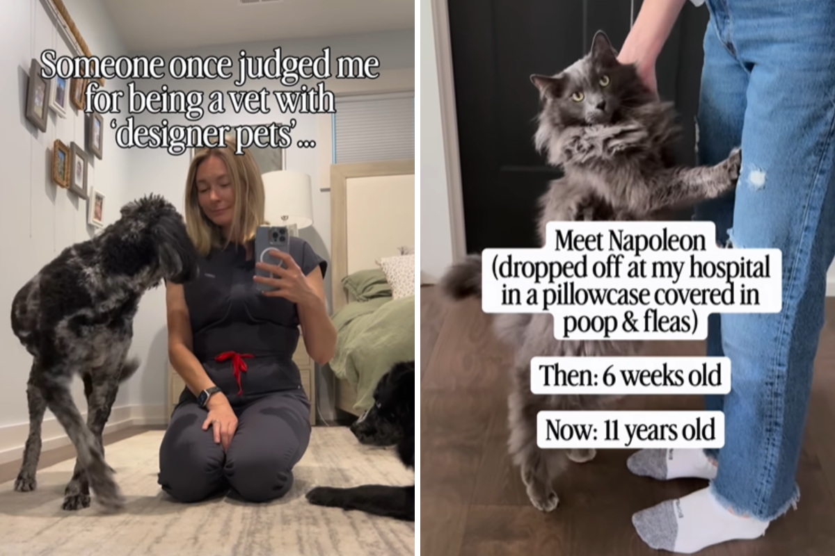 Vet Judged for ‘Designer Pets’—Then Reveals Heartbreaking Reality