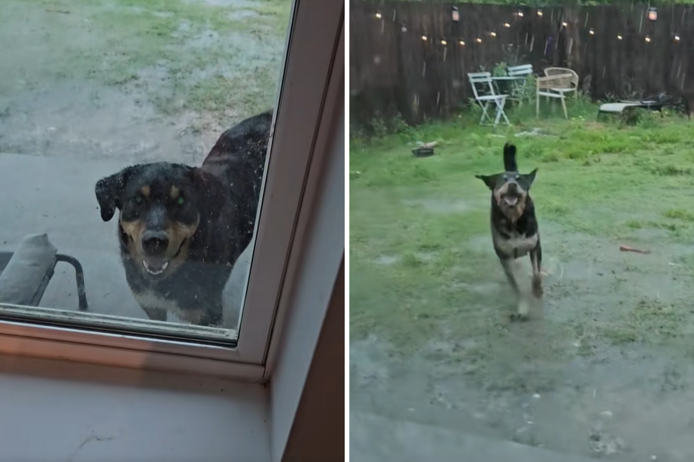 Owner Teaches Dog To Love Thunderstorms, Hysterics Over How It Backfires