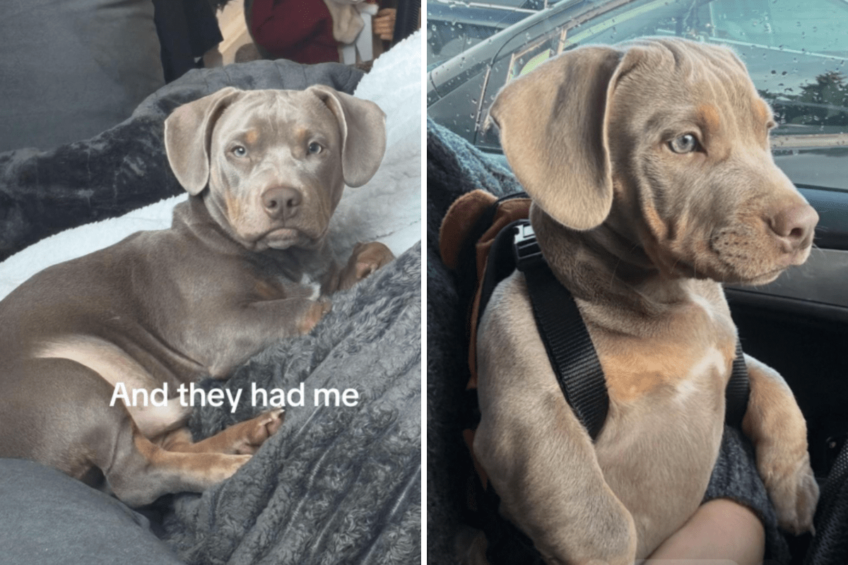 Woman Thinks She Bought Pocket Bully&mdash;Then Discovers What Breed He Really Is