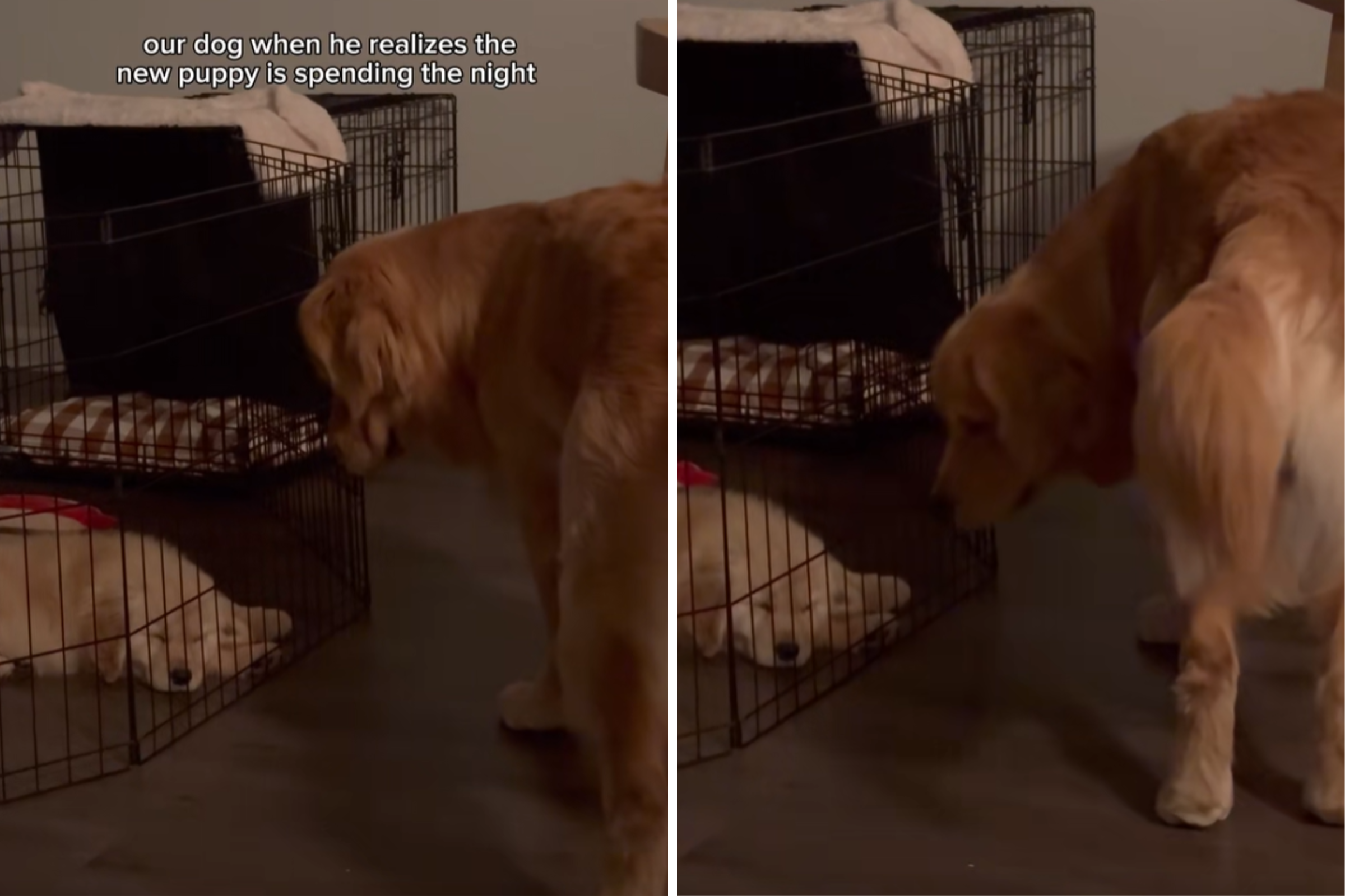 Golden Retriever’s Face Says It All After Realizing New Puppy Is Staying