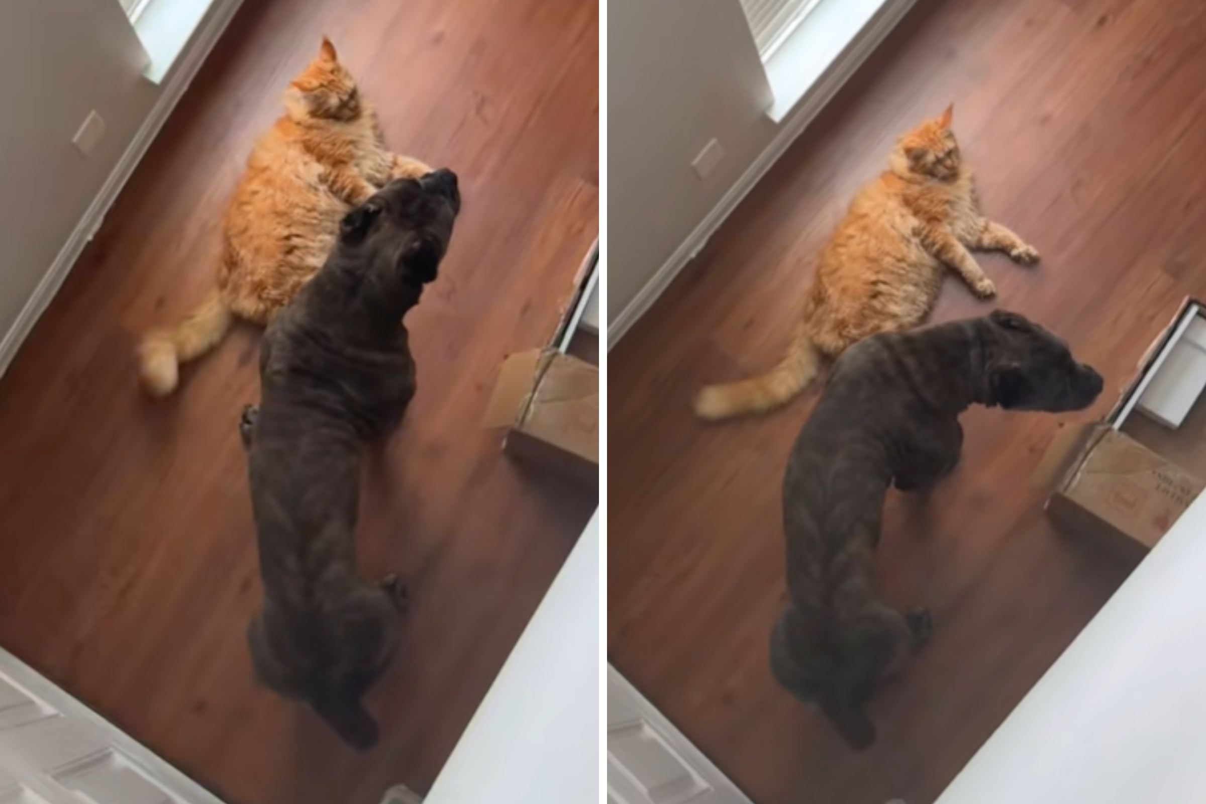 Owner Raises Cane Corso and Cat Together—Now They Think They're Littermates