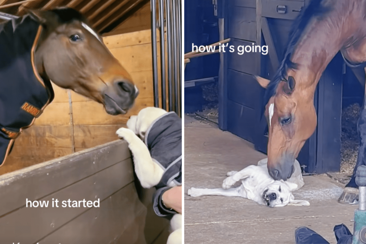 Labrador Puppy’s Unexpected Friendship With 20YearOld Horse Melts