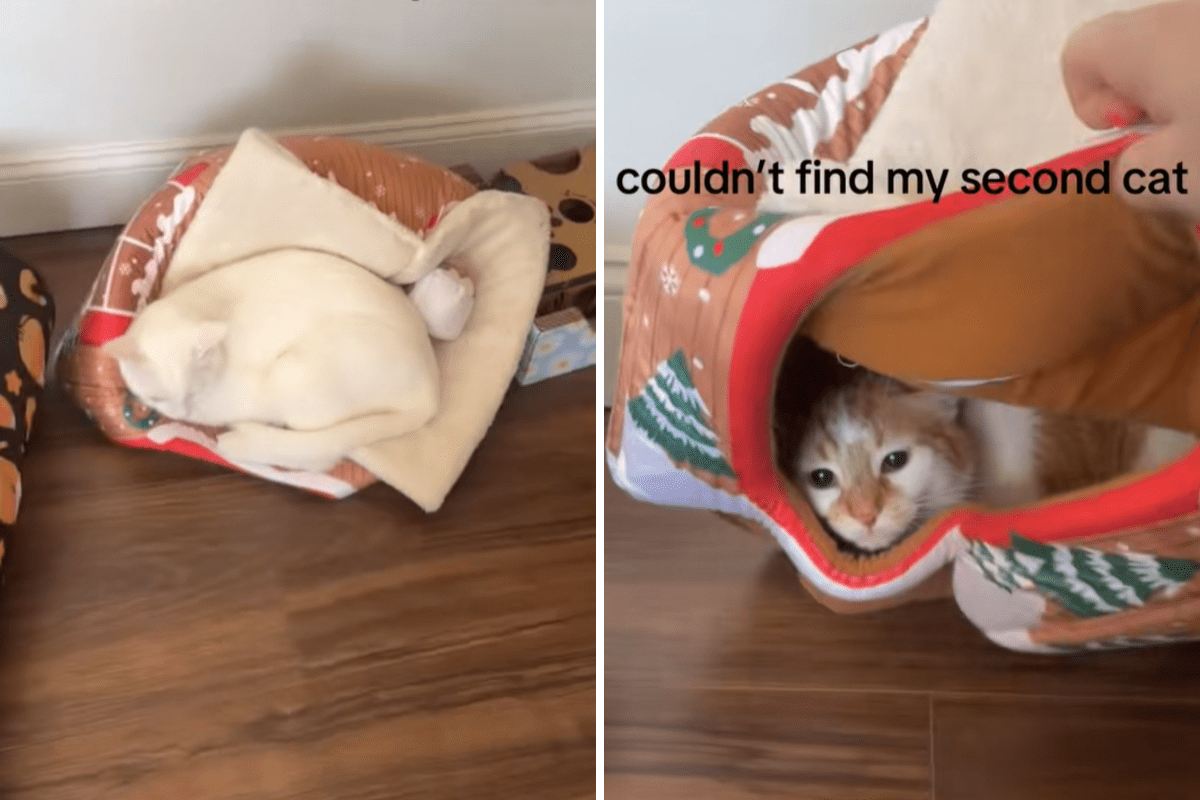 Cat Goes Missing in Home, What Owner Discovers Under Bed Leaves Her Stunned