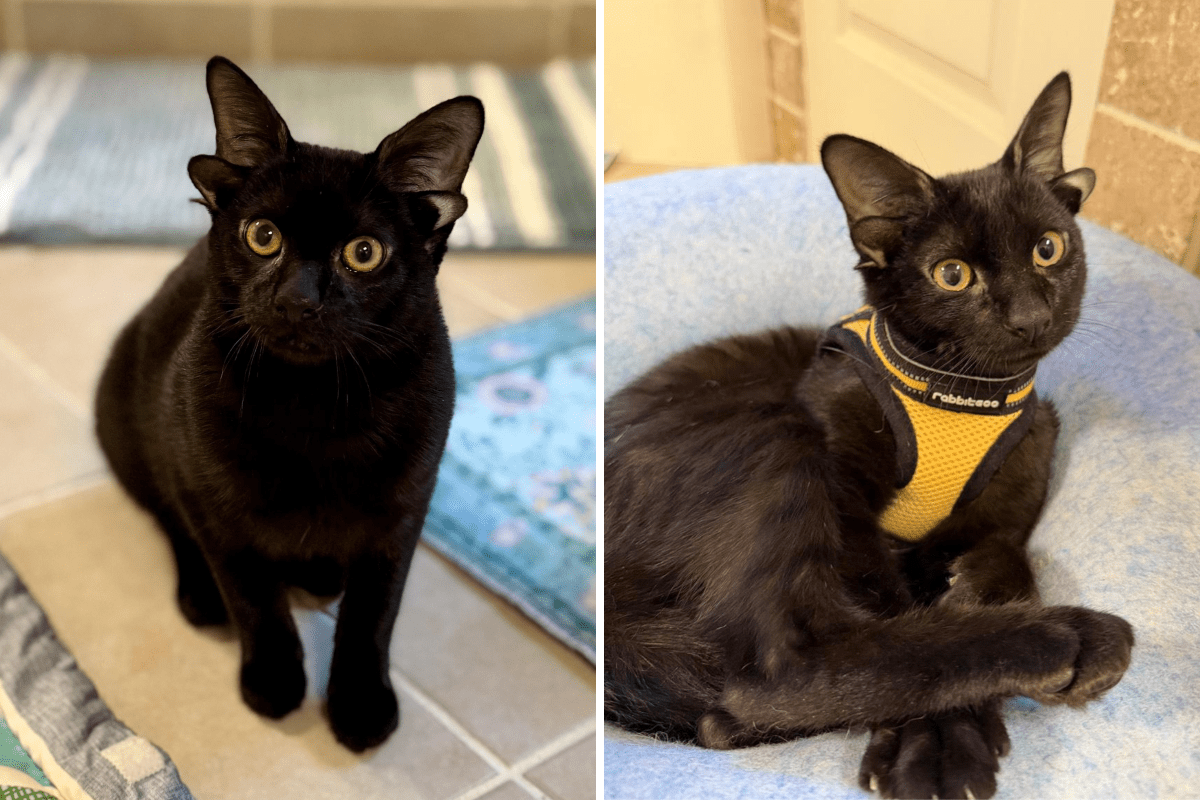 Corações derretem quando gatinho adotivo incomum de ‘duas orelhas’ precisa de um lar – Newsweek