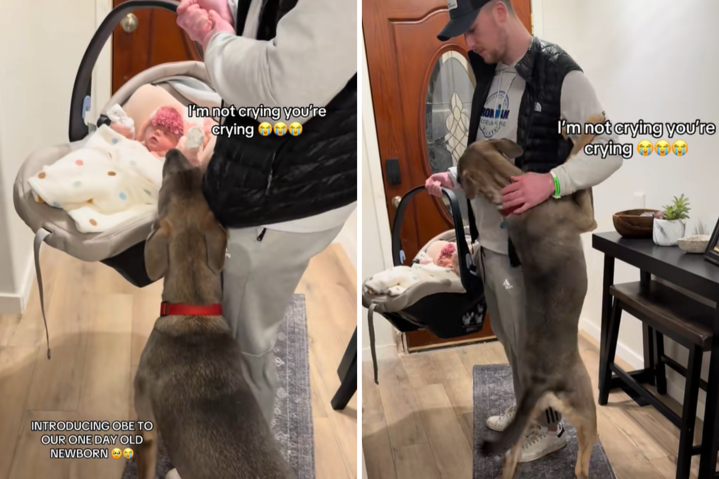 Rescue Dog’s Reaction to Newborn Sister Leaves Parents in Tears