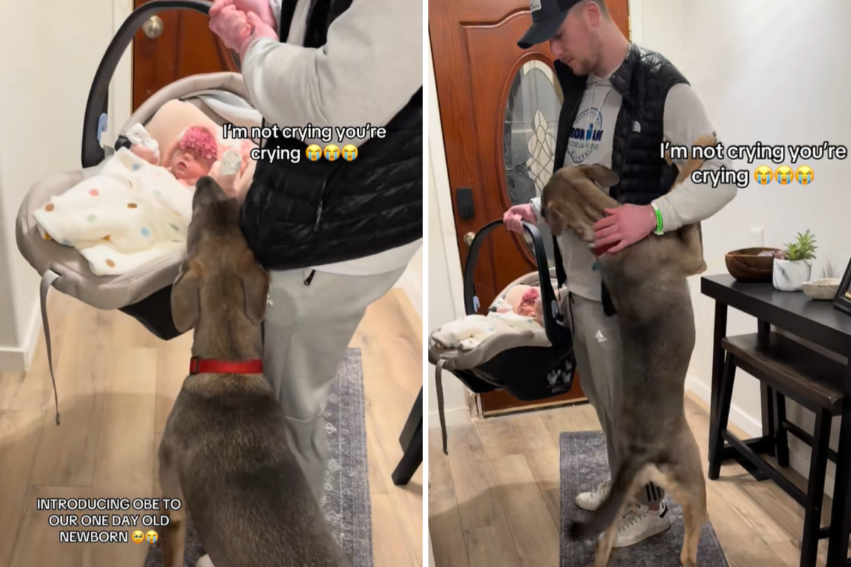Rescue Dog&rsquo;s Reaction to Newborn Sister Leaves Parents in Tears