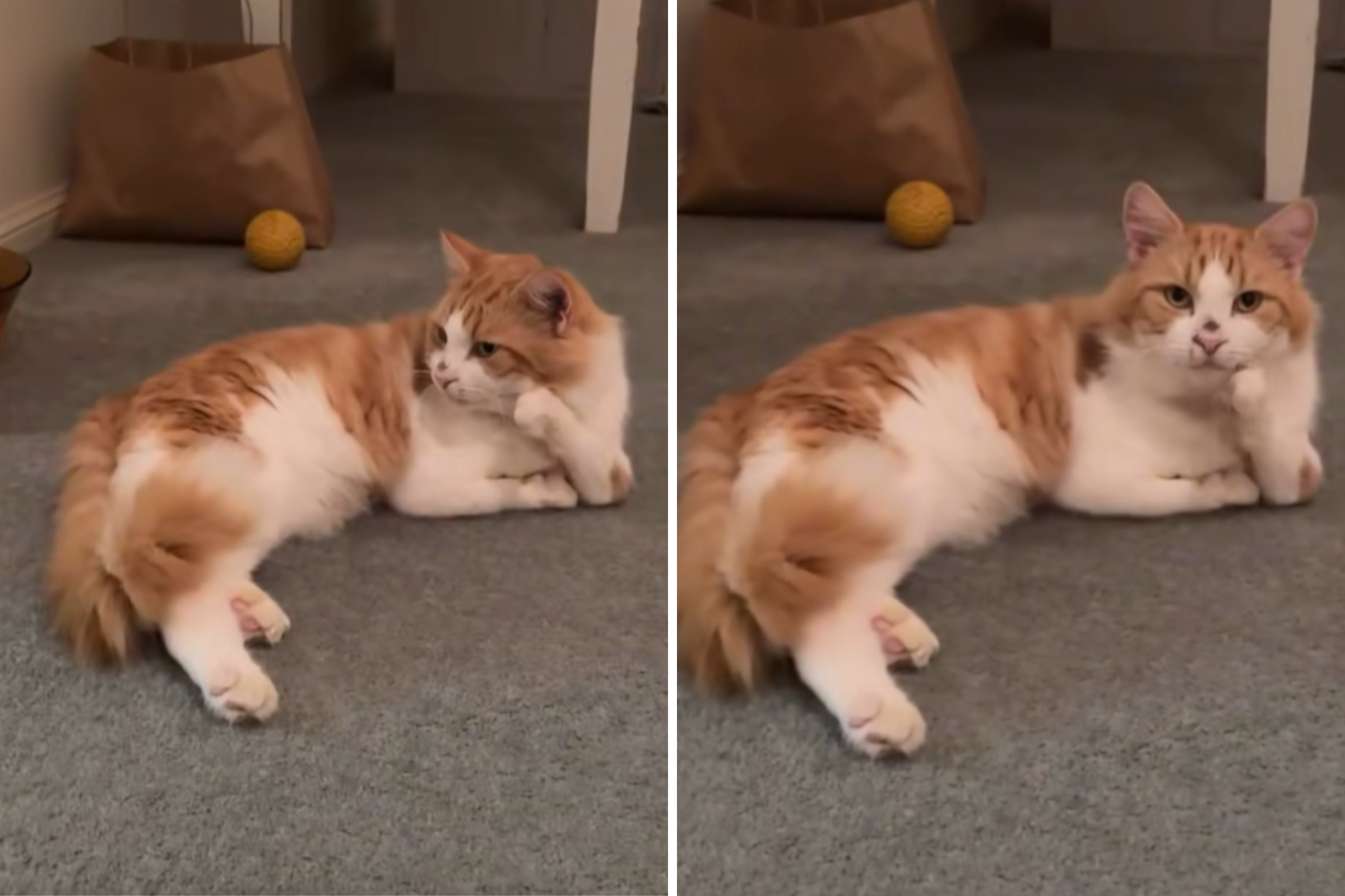 Vet Nurse Meets Cat With Deformed Legs, Makes Life-Changing Decision