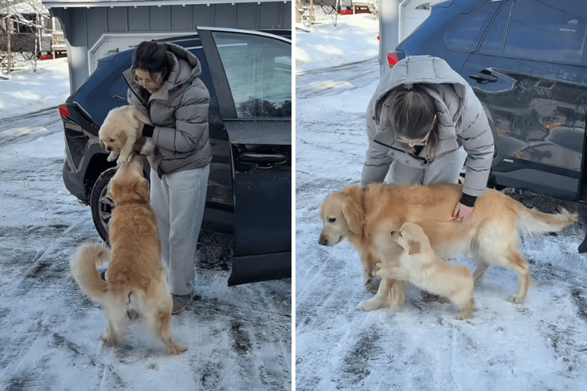 Golden retriever gets his own puppy sister, goes through every emotion