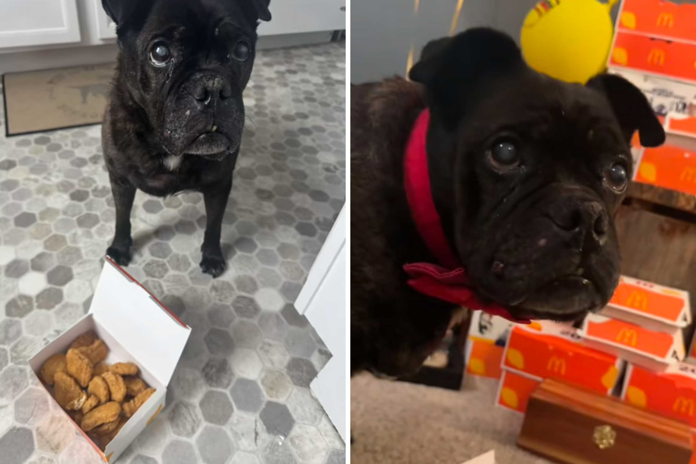 Vets Give Senior Dog Days To Live—Then a McDonald’s Meal Changed It All