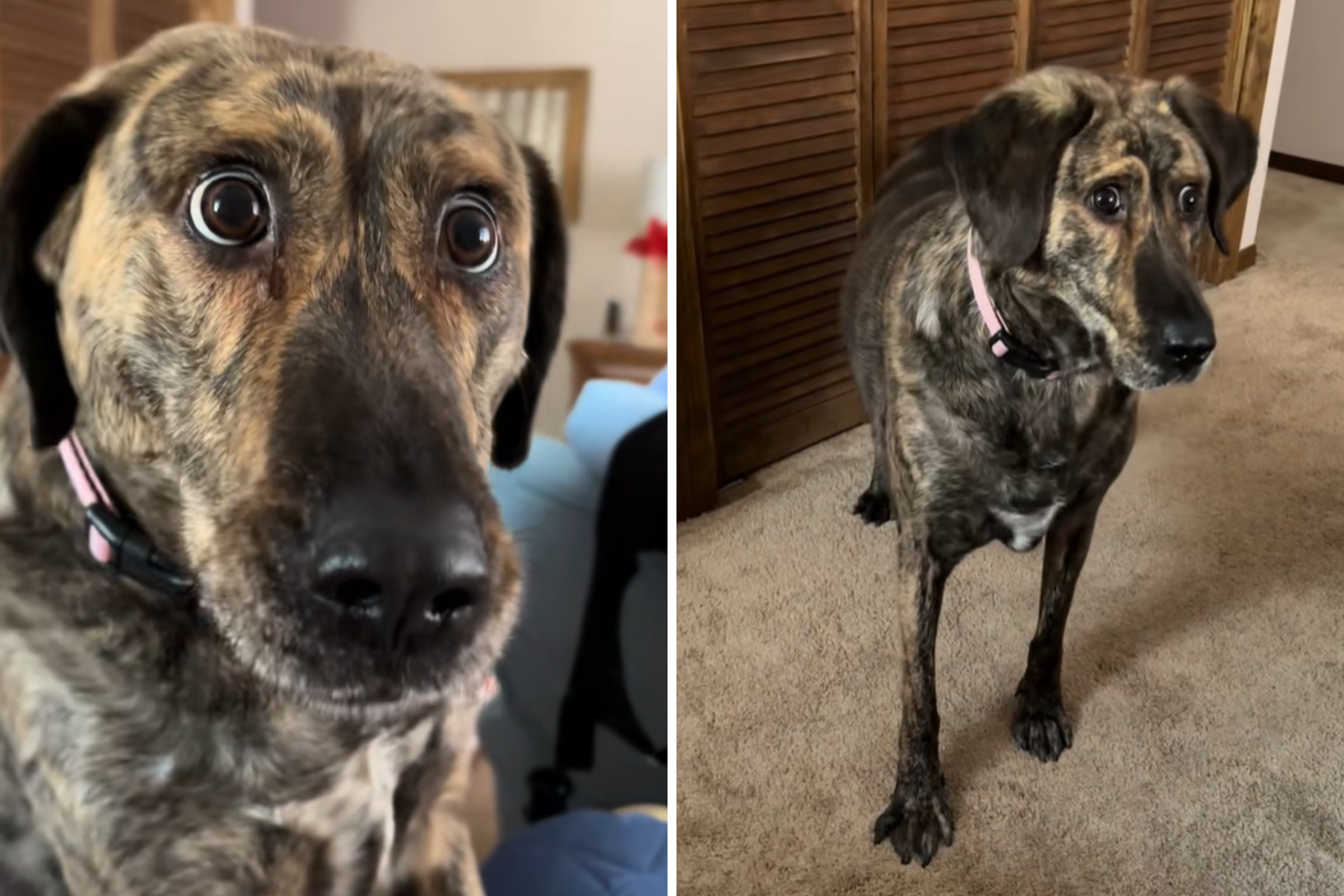 Rescue Dog With Special Needs Gets Adopted, Viewers Can’t Accept She’s Real