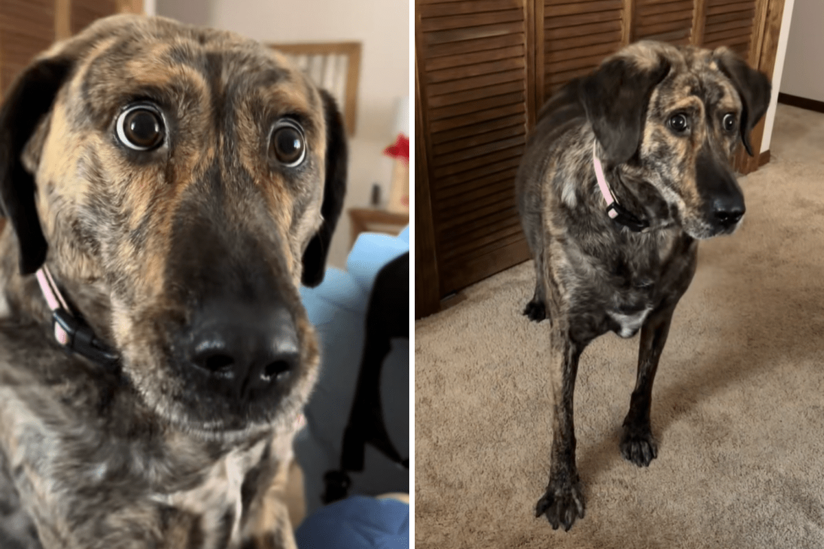 Rescue dog with special needs gets adopted, viewers can’t accept she’s real