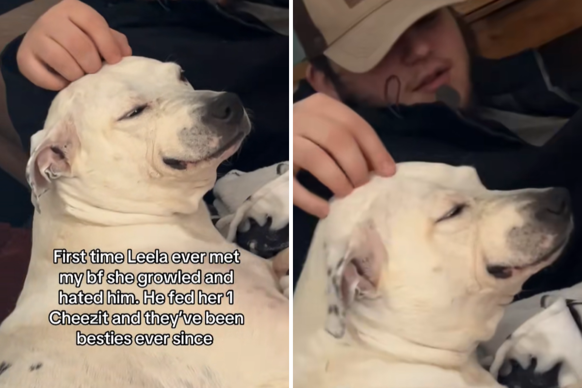 O cachorro da família odeia o namorado da mulher. Mas apenas um pequeno gesto muda tudo.