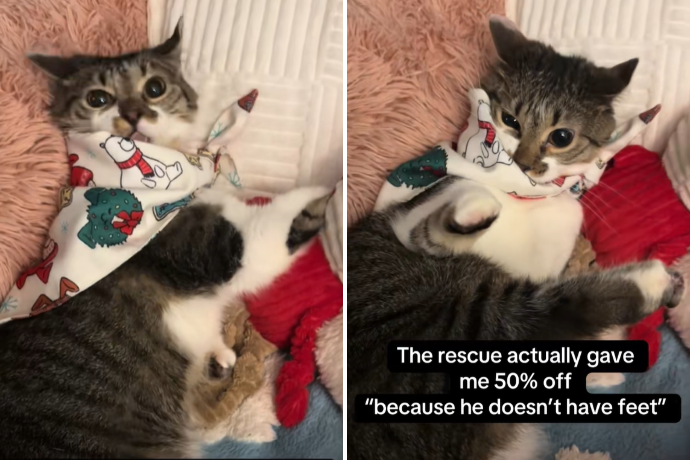 Cat Waits 2 Years To Be Adopted, Reason He Was Half Price Melts Hearts