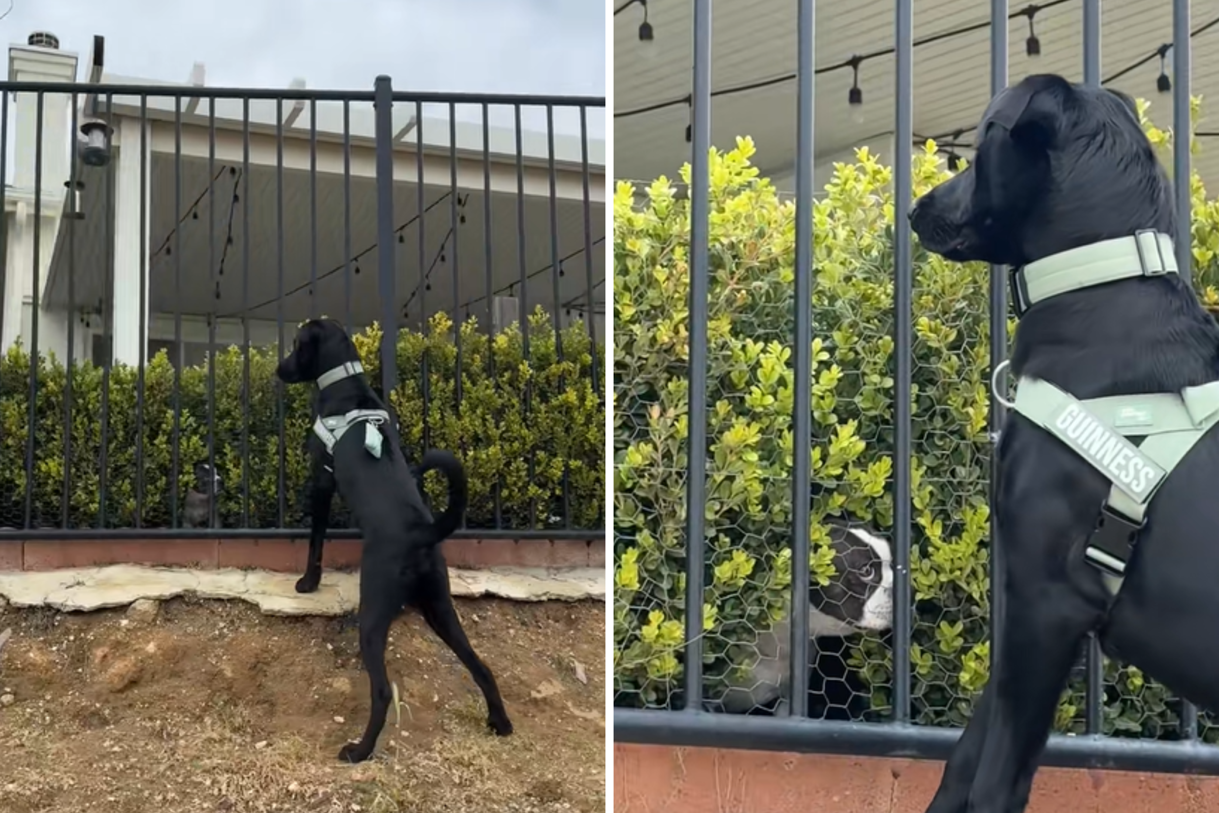 Rescue Dog Searches Bushes—Then the Camera Zooms In To Reveal Why