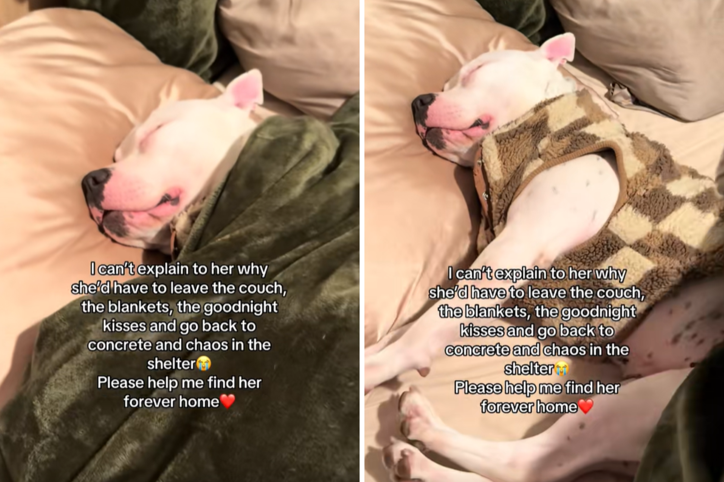 Deaf Rescue Dog Gets Comfy in Foster Home, Set To Return—Then Comes Twist