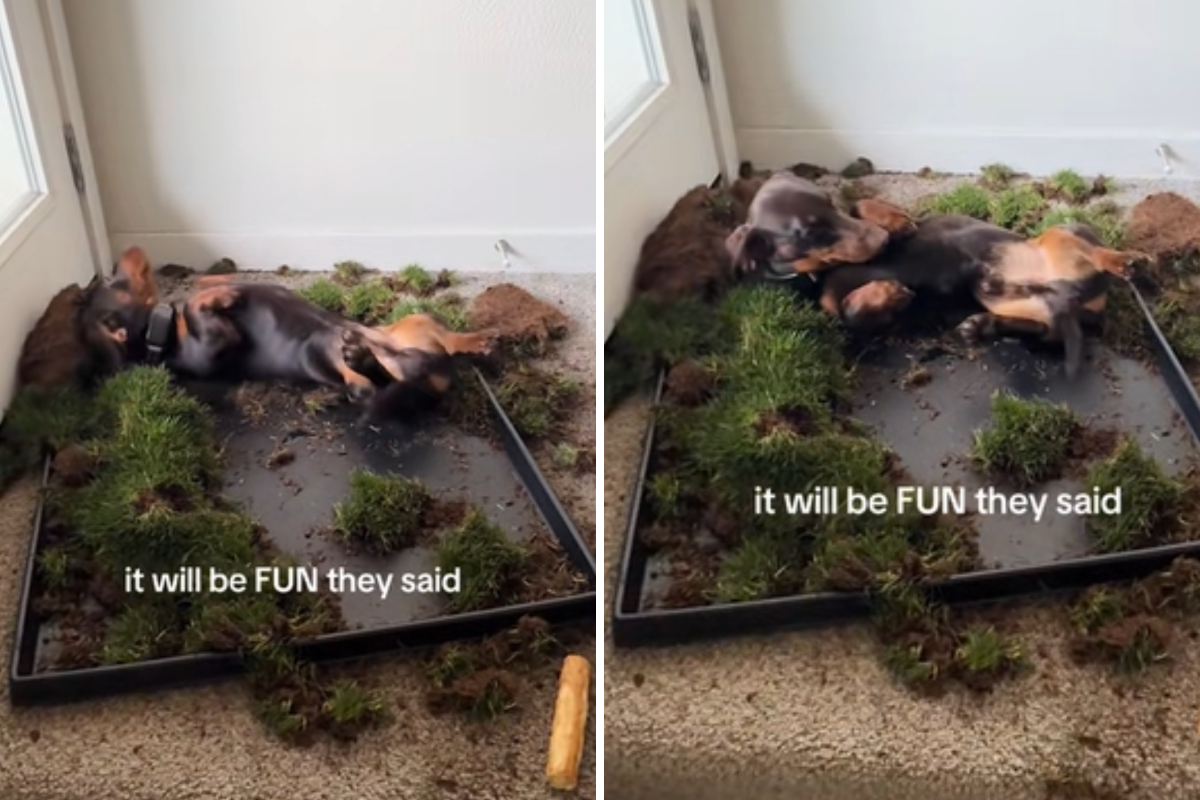 Mini dachshund left alone at home, owner unprepared for what she finds