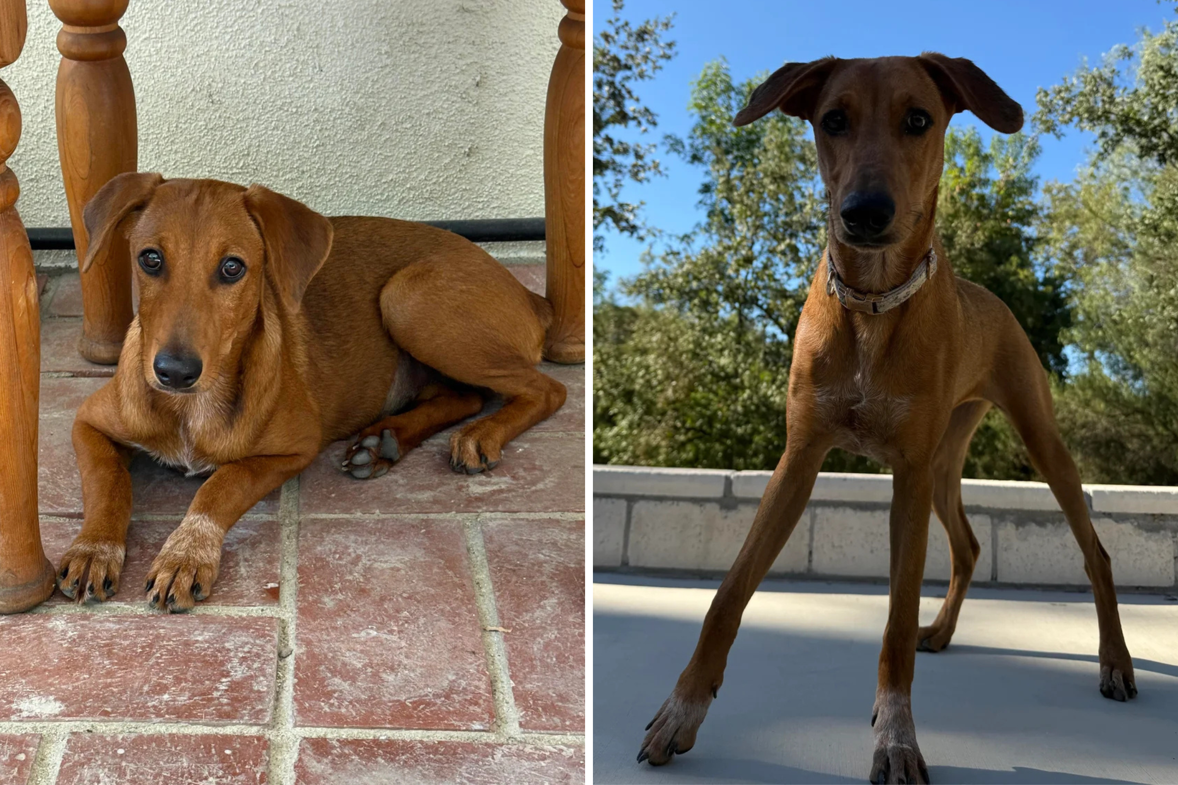 Owner Adopts ‘Dachshund Mix’ From Shelter, Then Has Realization About Legs