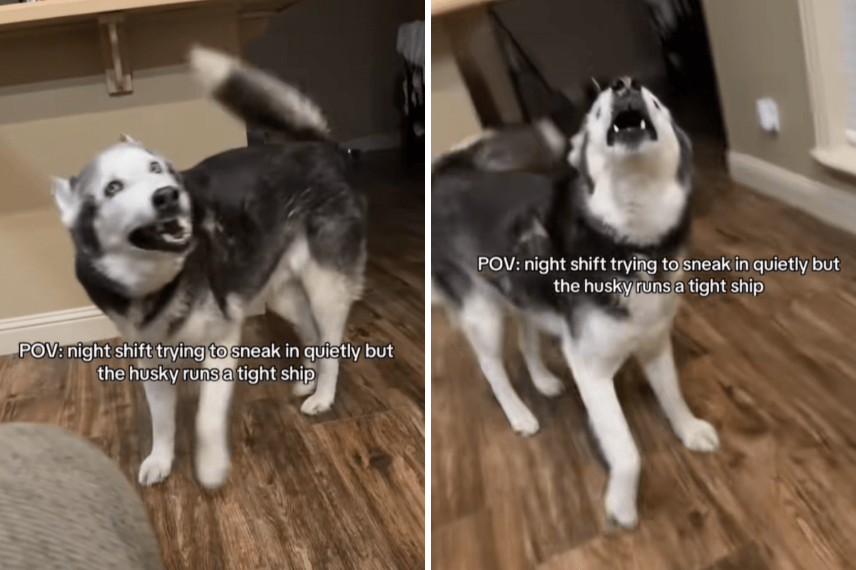 Nurse returns home quietly at 2 a.m., but Husky “runs a tight ship”