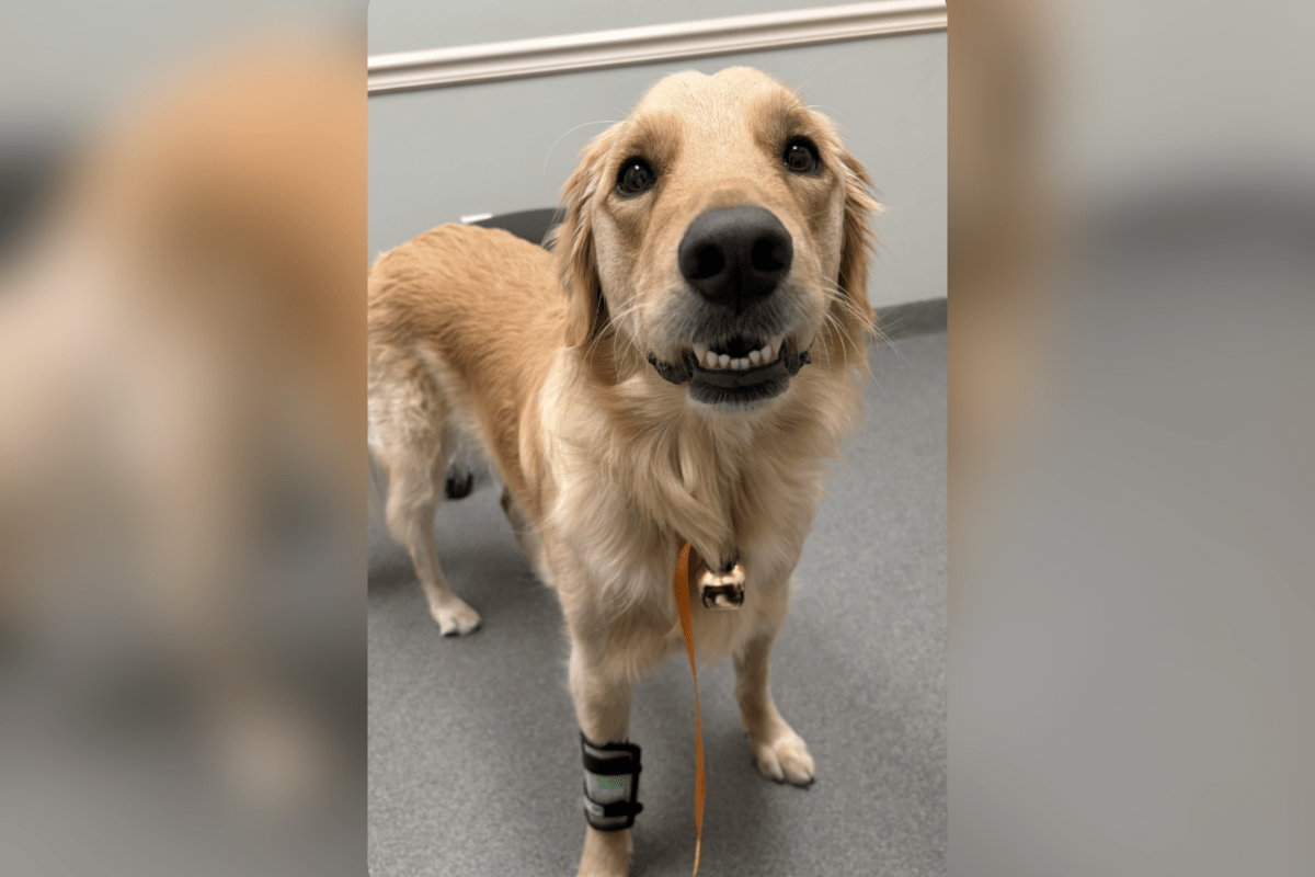 Golden Retriever come uma coisa – o proprietário deixou para ele uma conta do veterinário de US $ 8.000