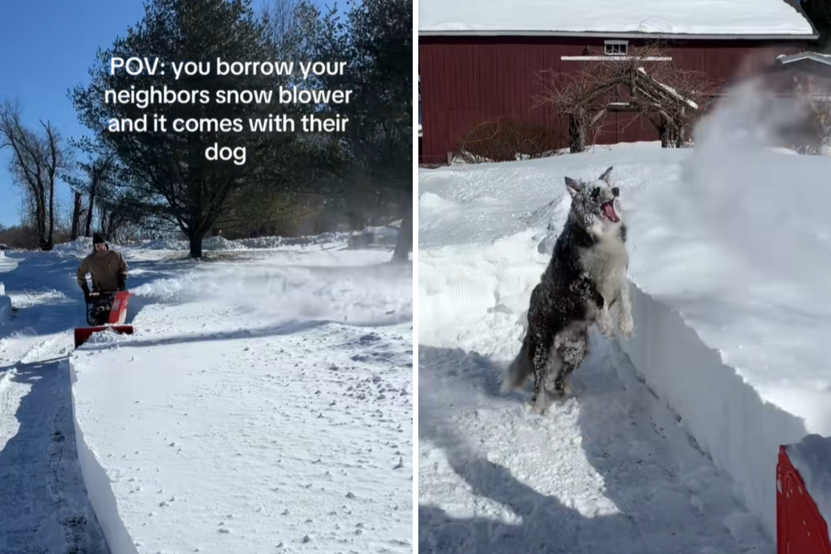 Man Borrows Snow Equipment From Neighbor, Comes With Surprise Companion