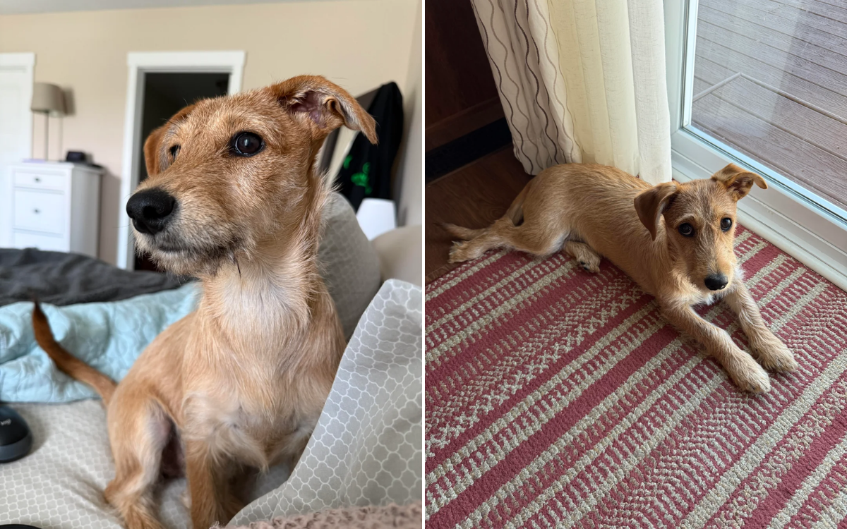 Woman Thought Rescue Dog Was a Terrier—Nothing Prepares Her for DNA Results