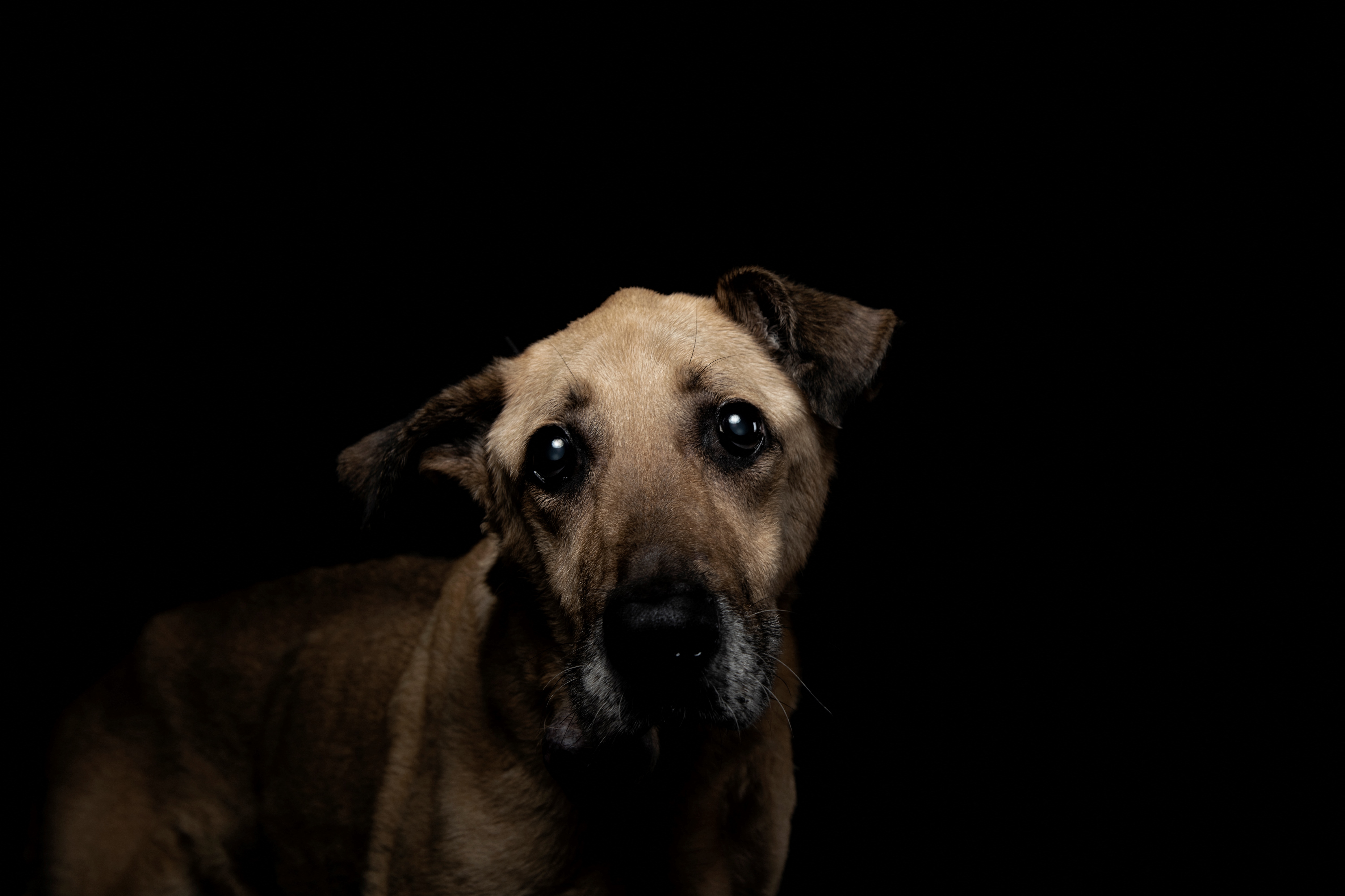 Dog Abandoned Chained in Freezing Cold Finally Learns What a Home Is