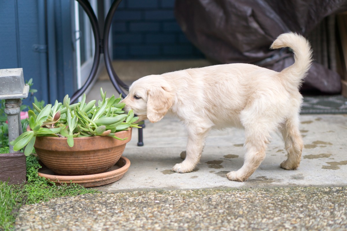 Where “grounded” golden retriever puppy chooses to nap melts hearts