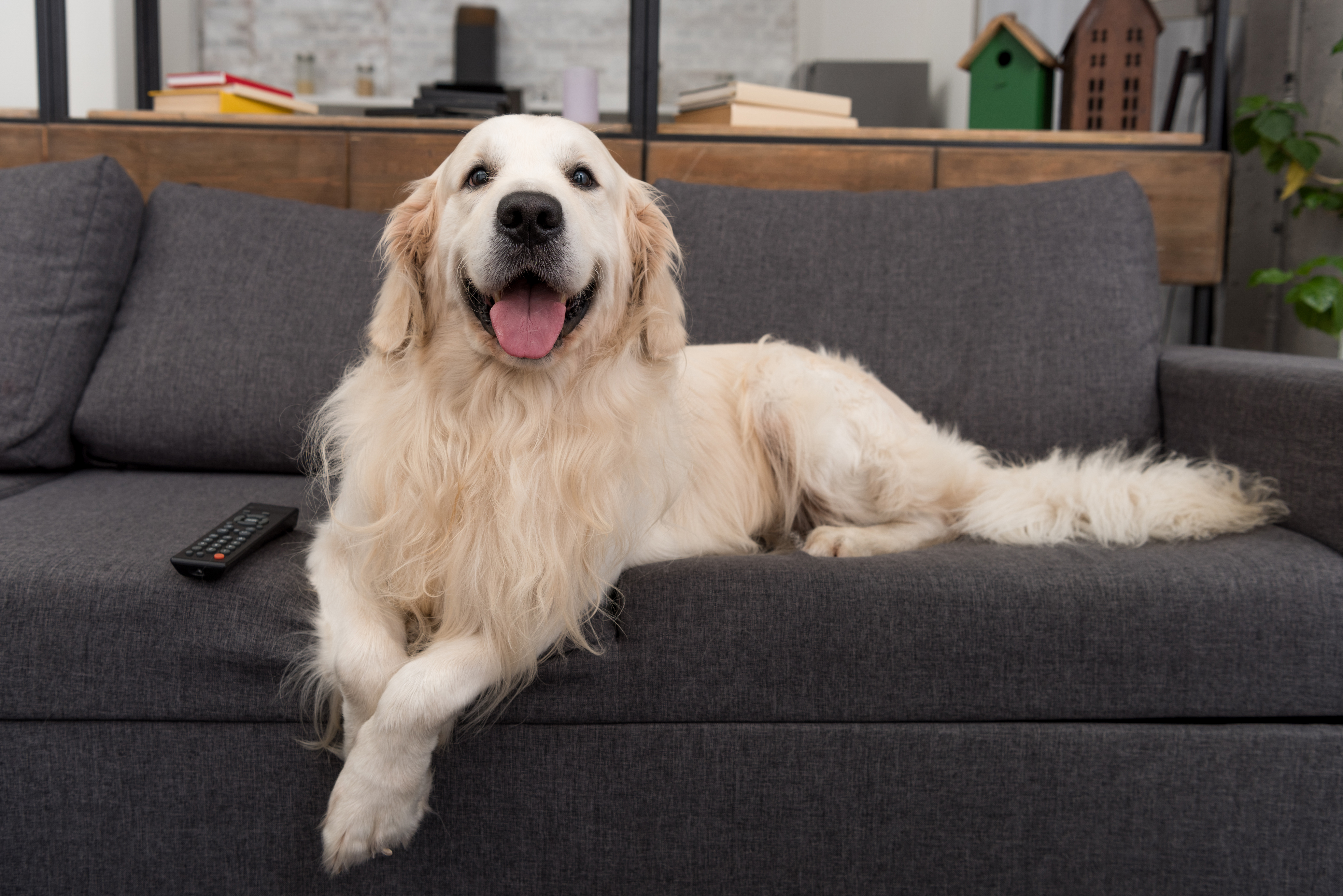 Golden Retriever Has ‘Extremely Urgent Matter,’ Hysterics Over What It Is