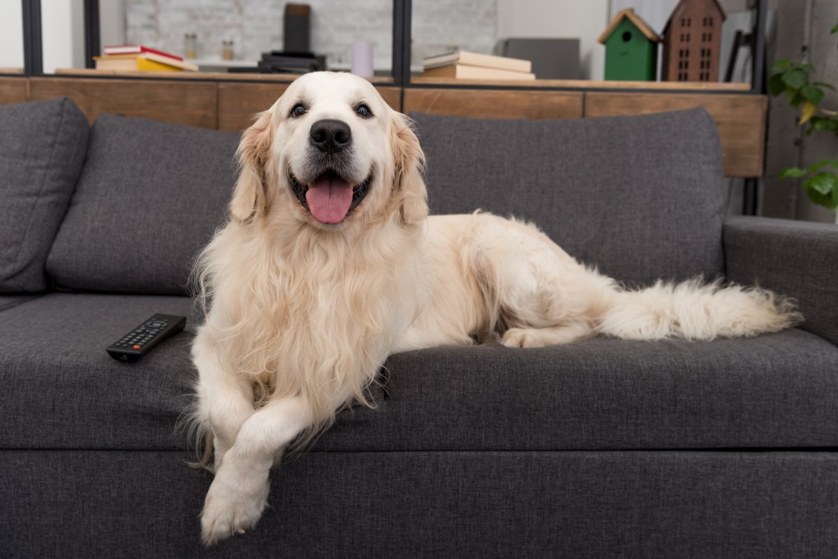Golden Retriever Has &lsquo;Extremely Urgent Matter,&rsquo; Hysterics Over What It Is