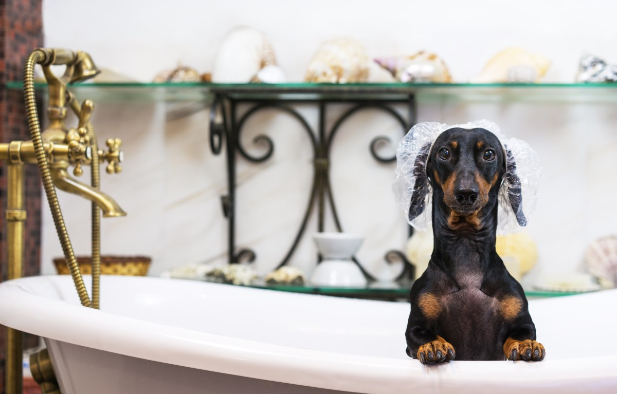 Proprietário observa banheira de aproximação de Dachshund – despreparado para os resultados